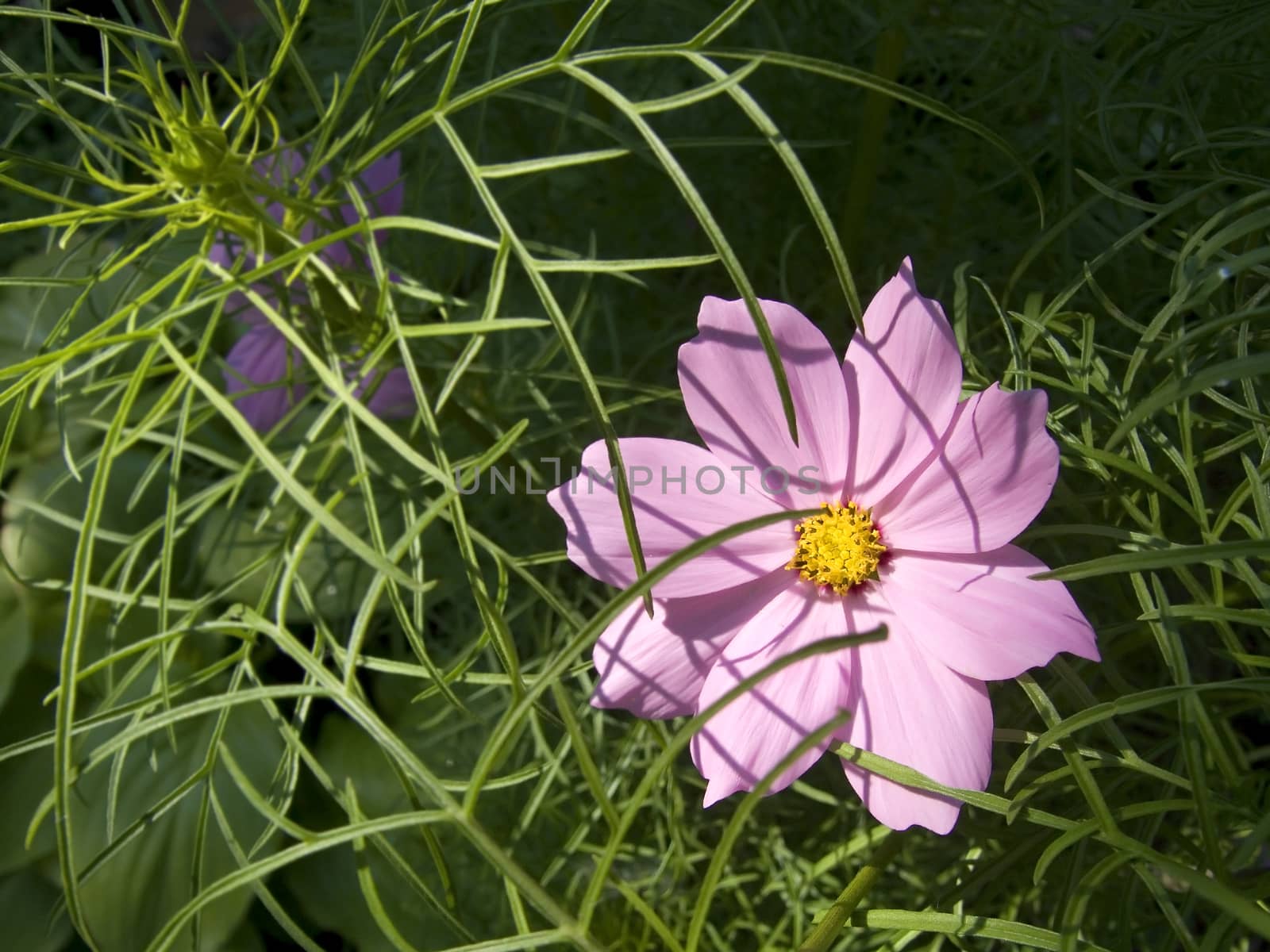 cosmos flowers in garden by fadeinphotography