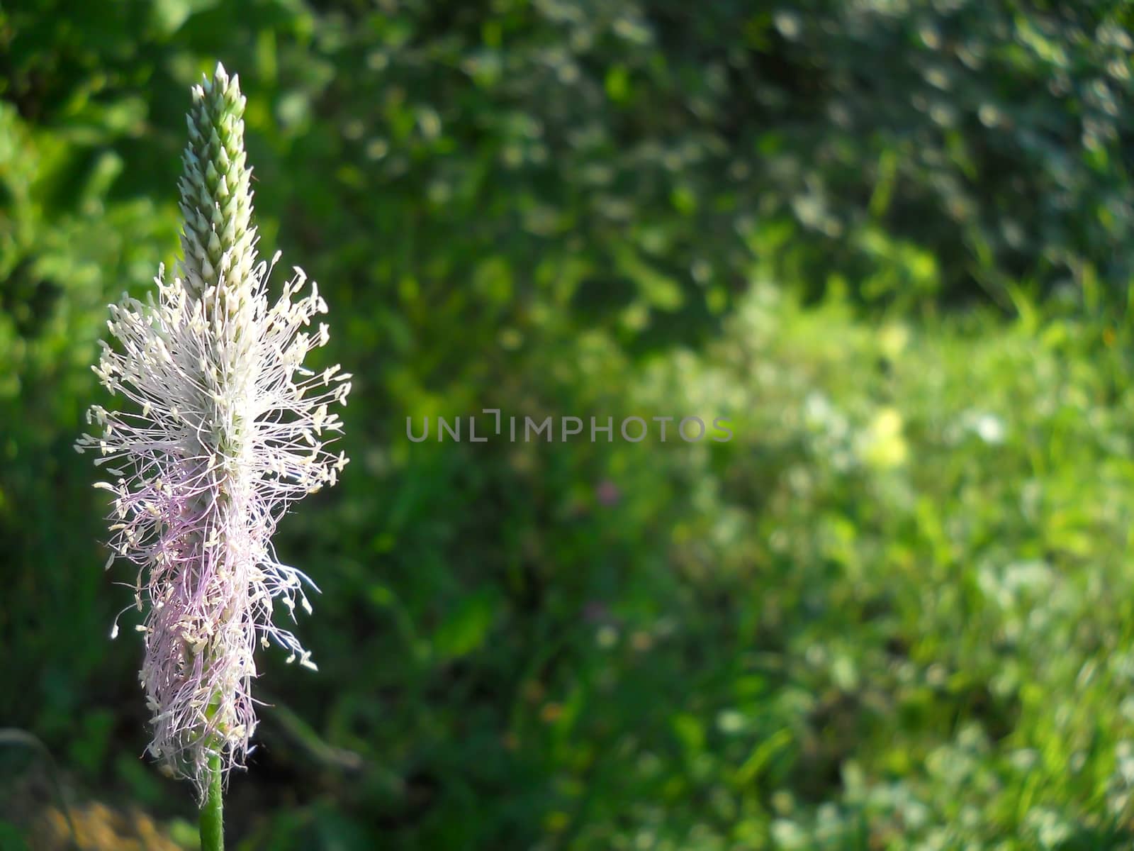lilac wildflower by fadeinphotography