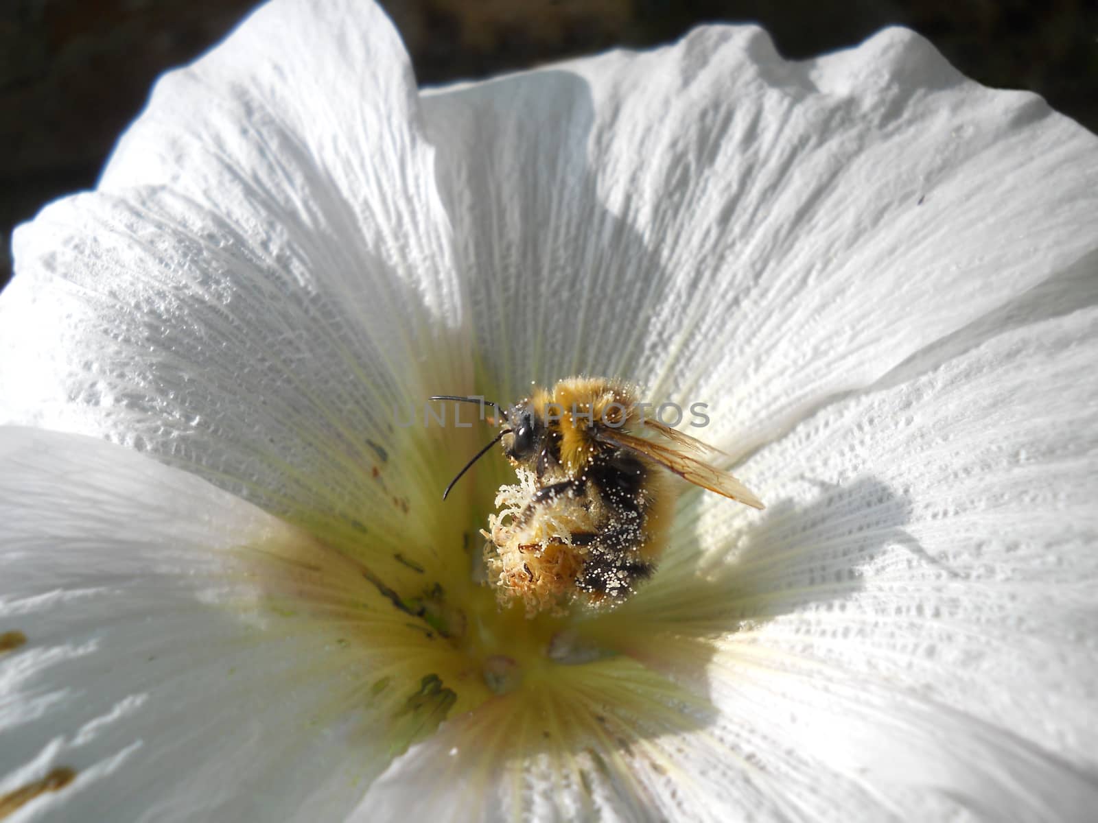 bumblebee in hollyhock flower by fadeinphotography