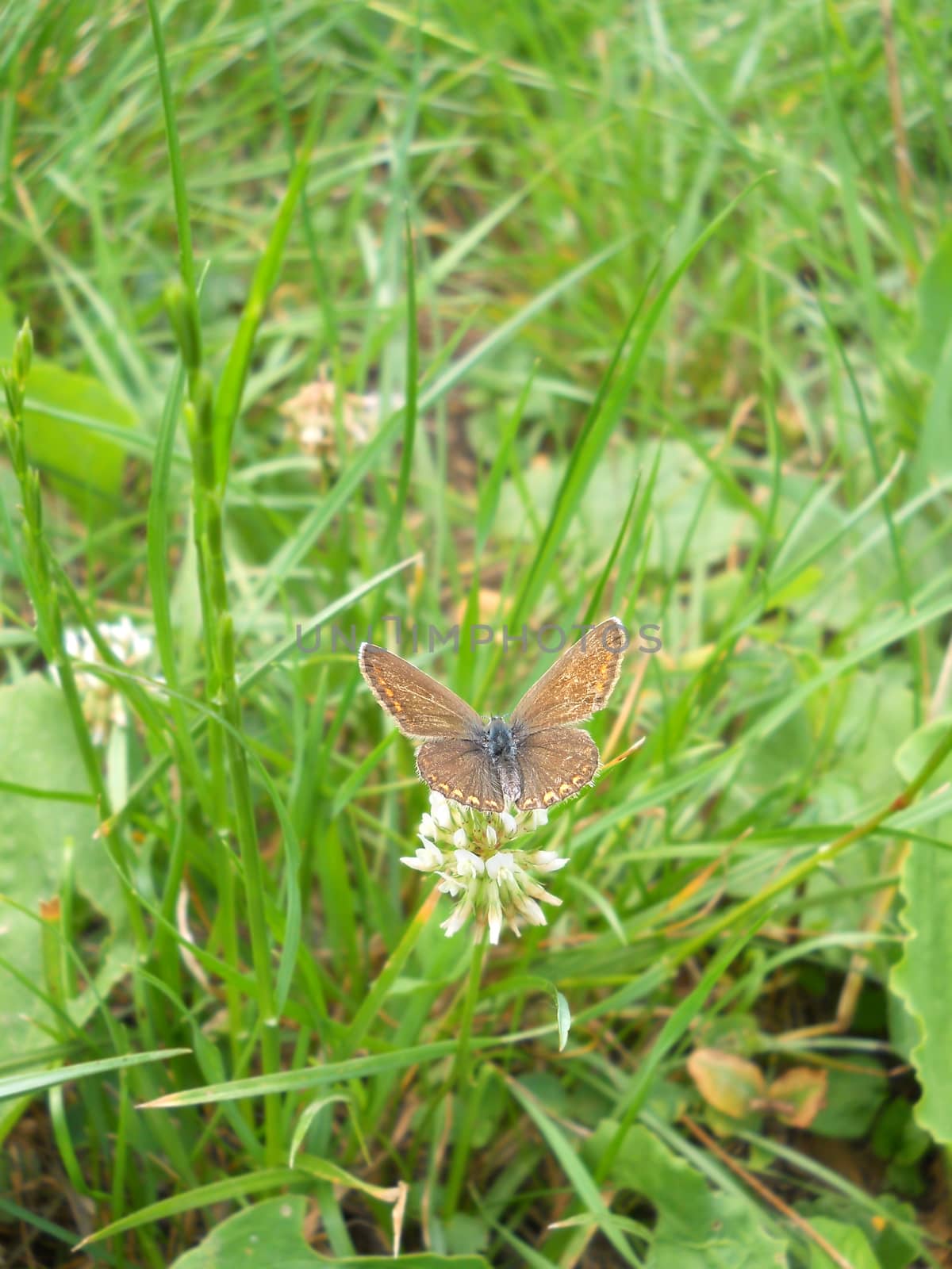 Brown butterfly on clover flower
