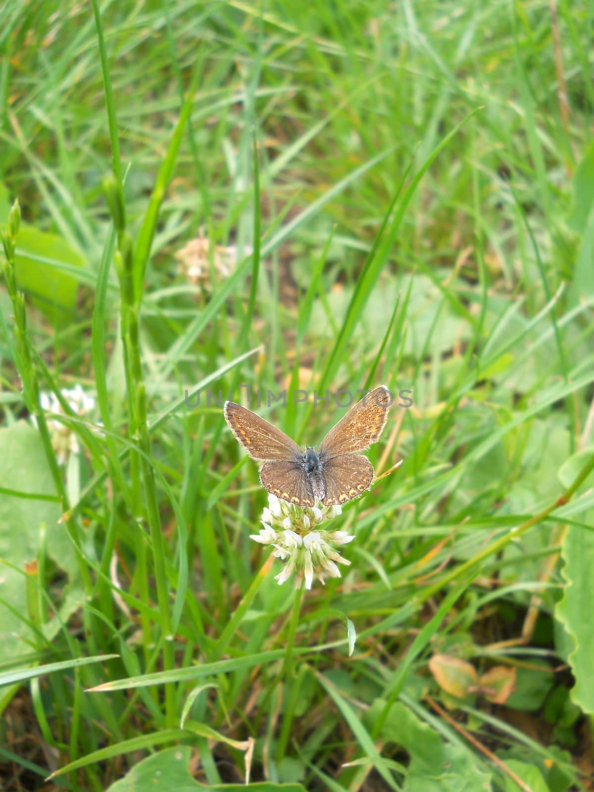 Brown butterfly on clover flower by fadeinphotography