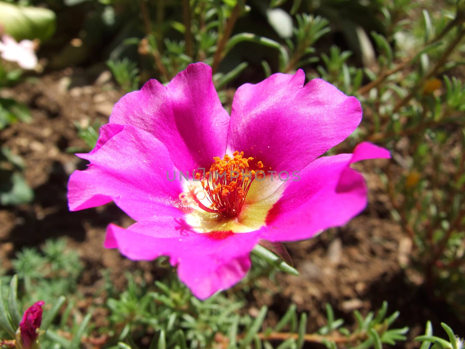 pink flower by fadeinphotography