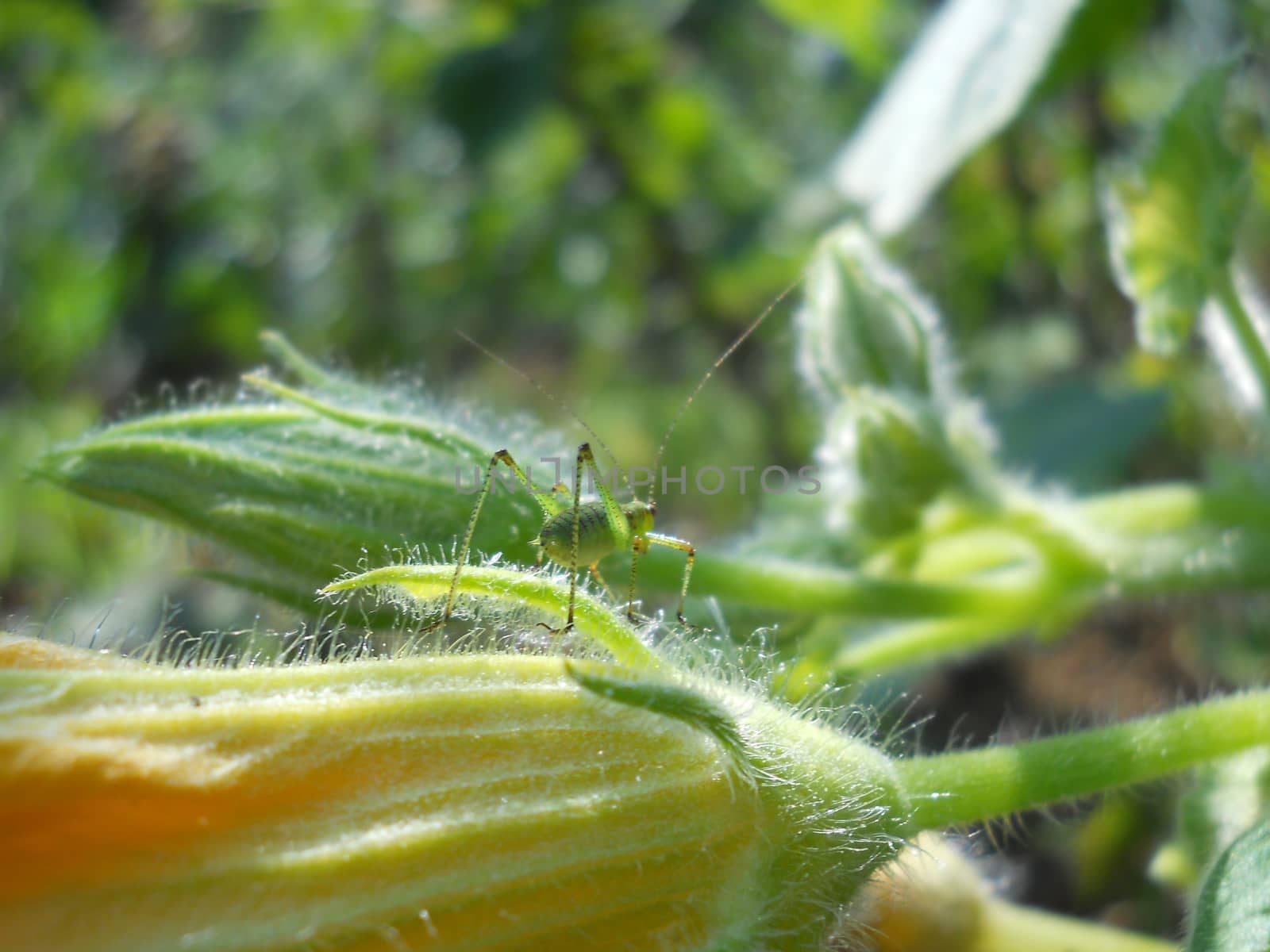 grasshopper on pumpkin flower by fadeinphotography