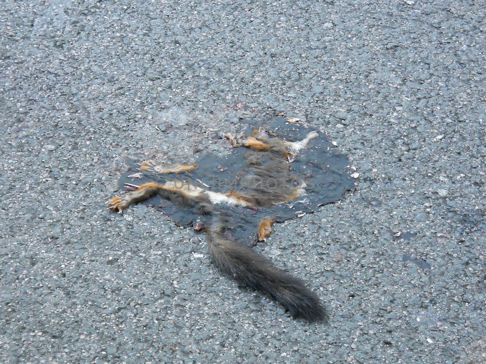 roadkill squirrel by fadeinphotography