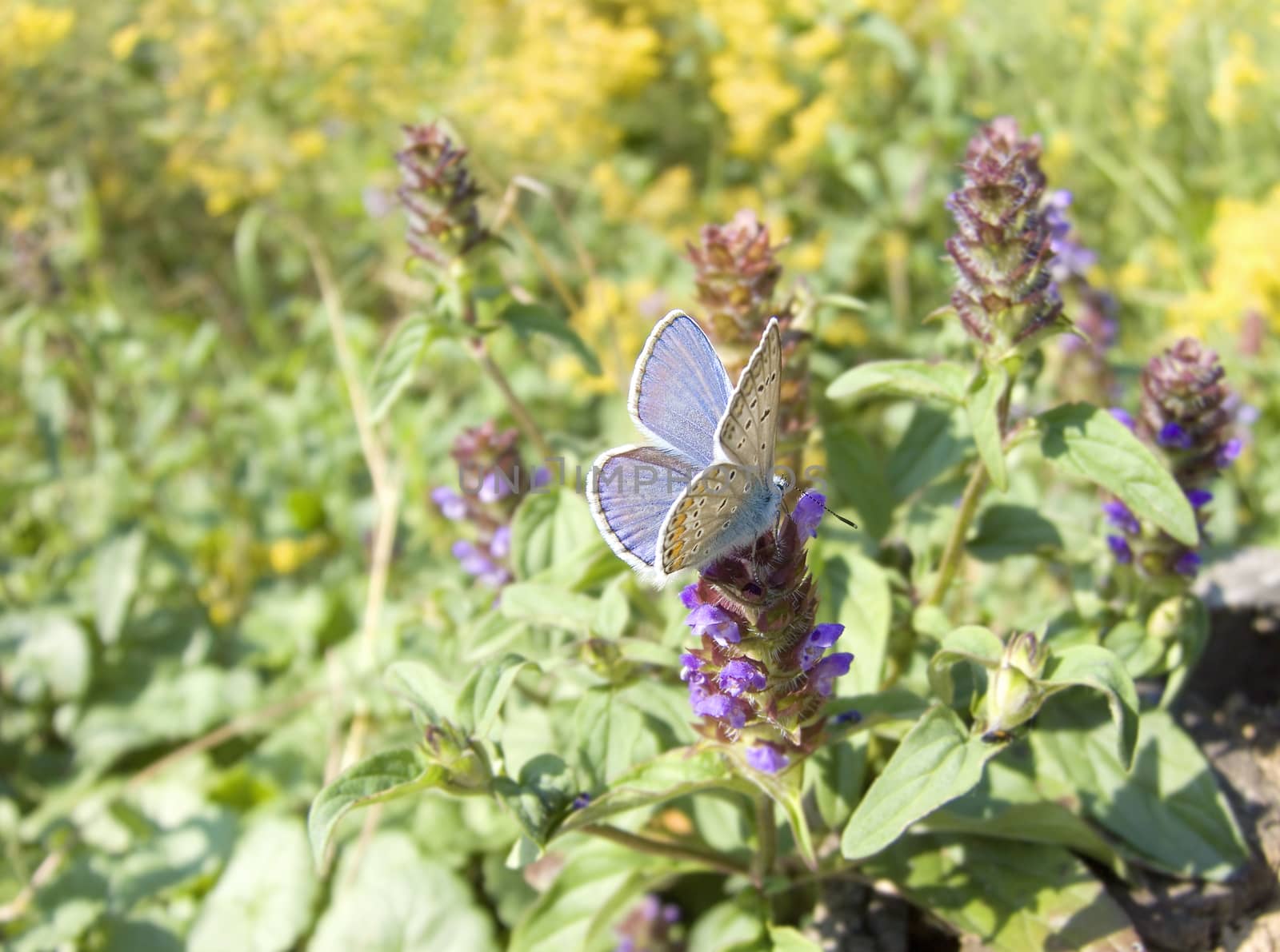 Blue butterfly in meadow