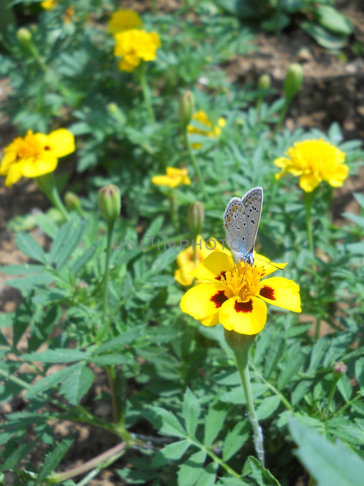 Blue butterfly in garden by fadeinphotography