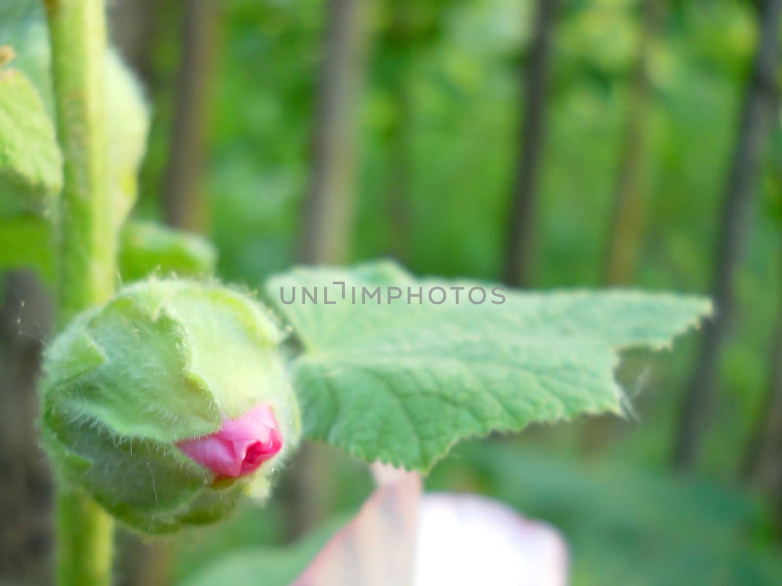 hollyhock flower bud copyspace