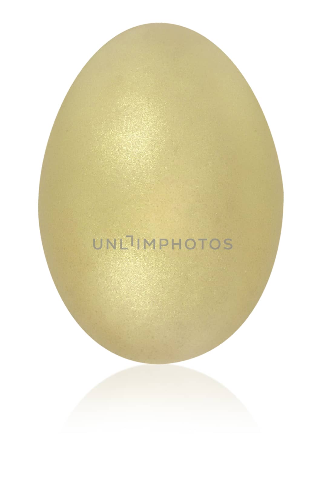 moccasin egg isolated background