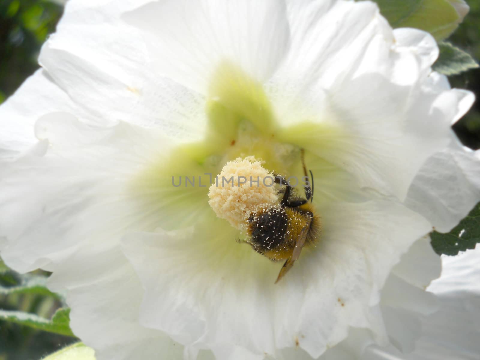 bumblebee inside hollyhock flower by fadeinphotography