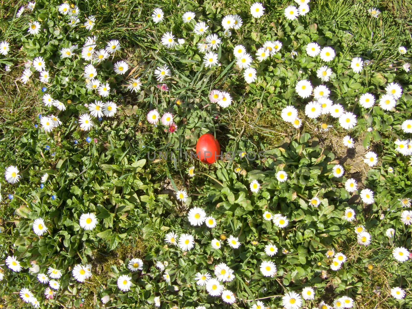 red easter egg and daisy macro outdoor in meadow