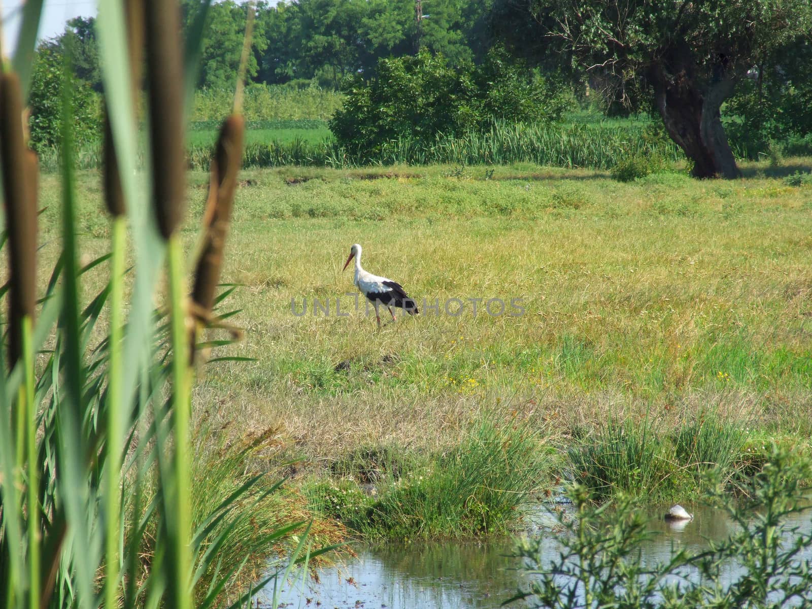 stork in nature
