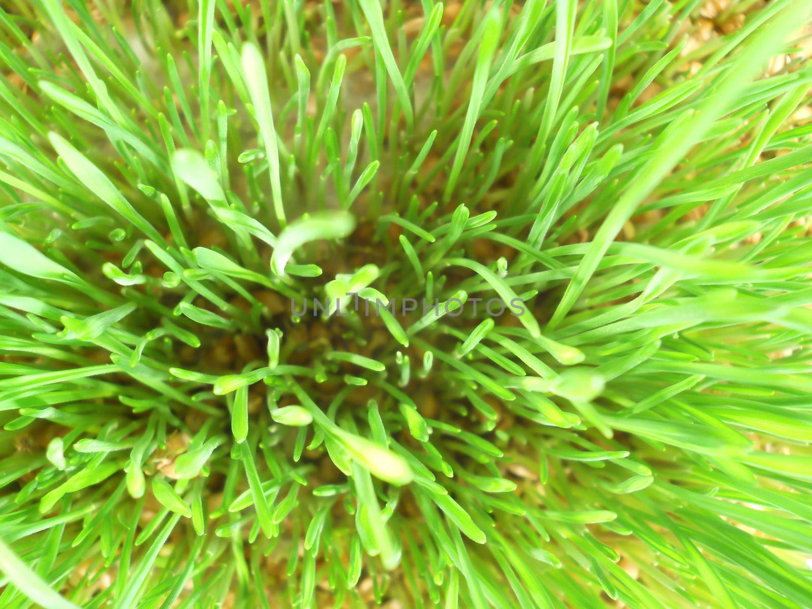 sprouted grain macro cultivated detail