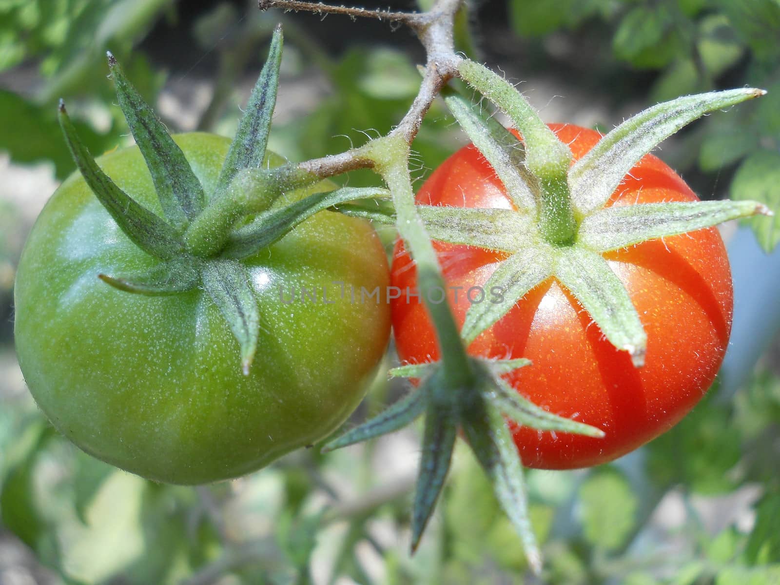 red and green tomatos in garden