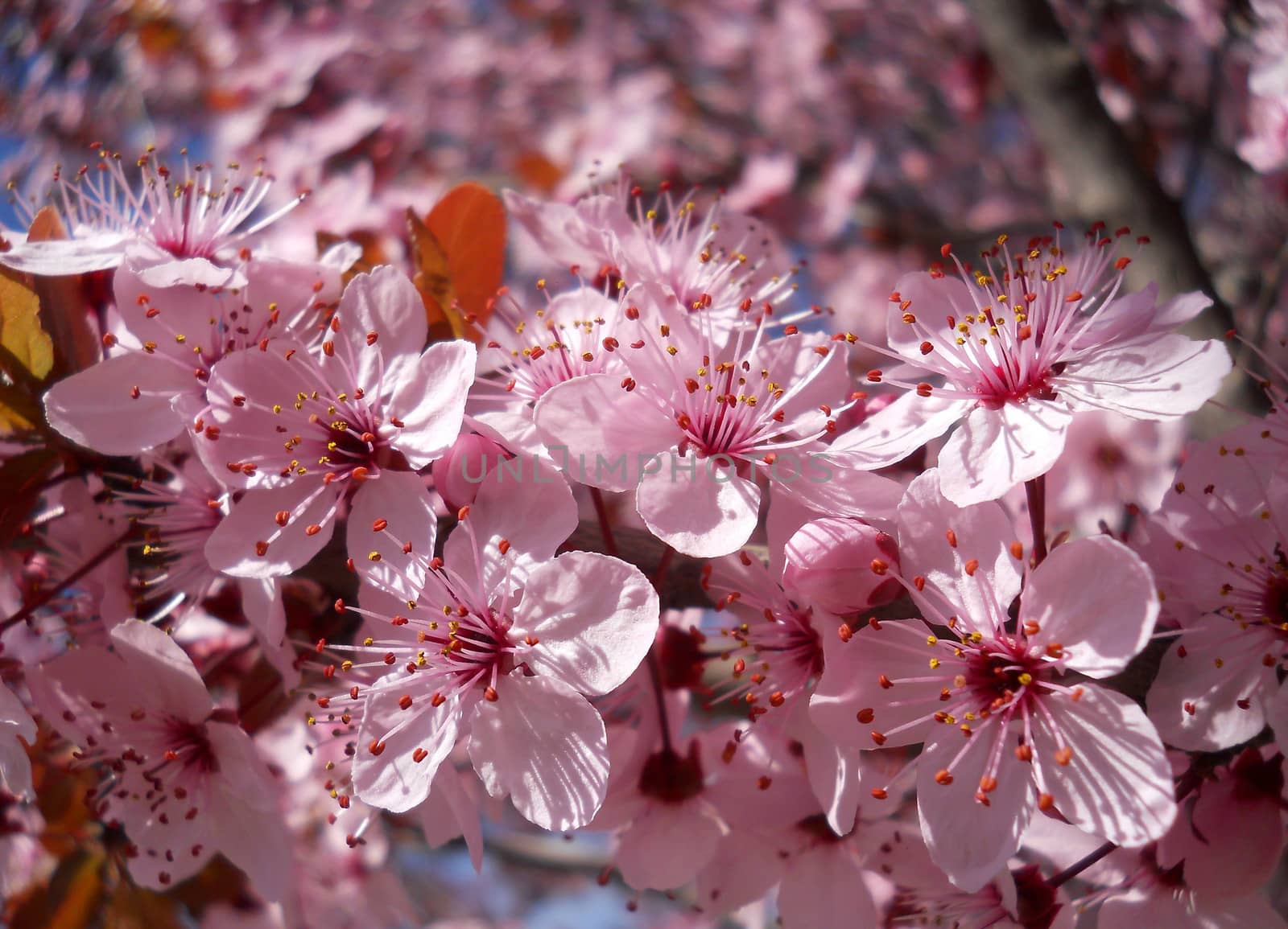 blossom Tree Ornamental Cherry by fadeinphotography