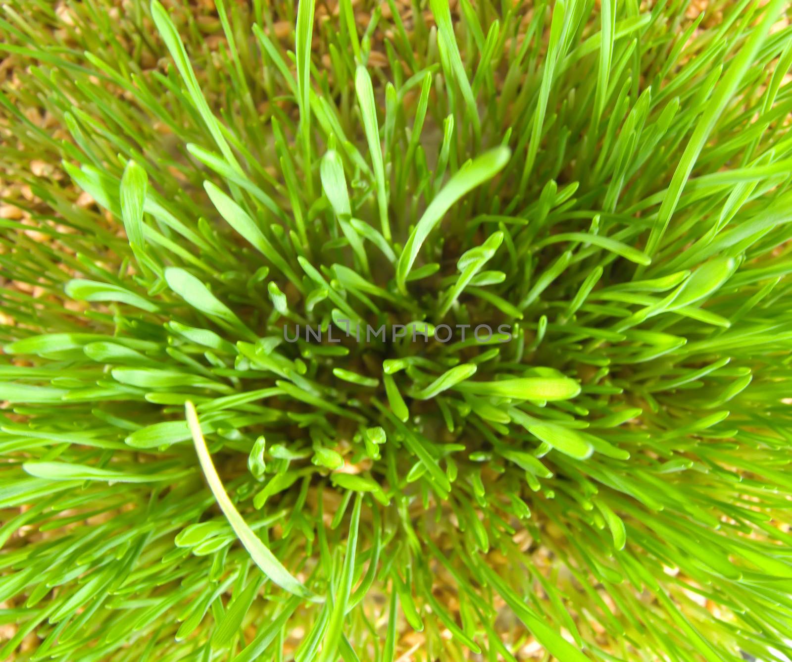 sprouted grain macro cultivated detail