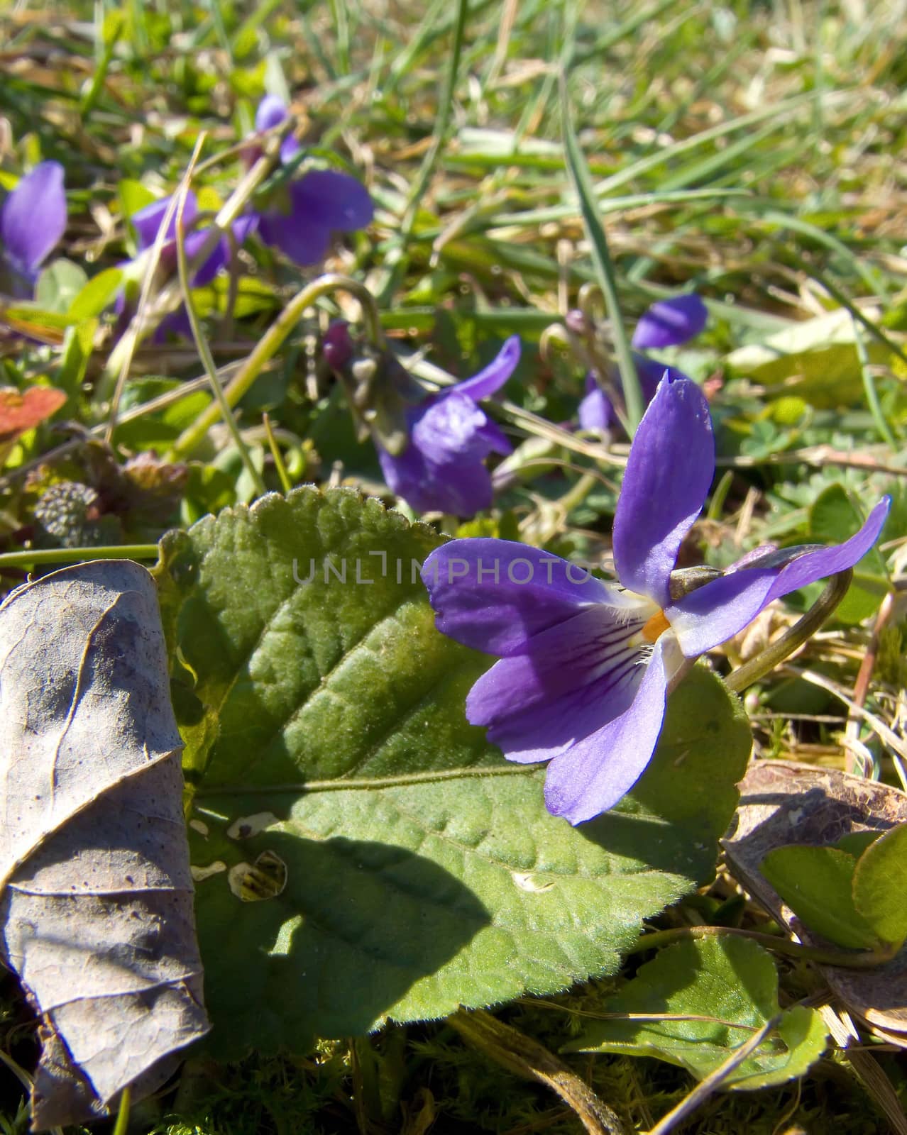 violet flowers macro outdoor