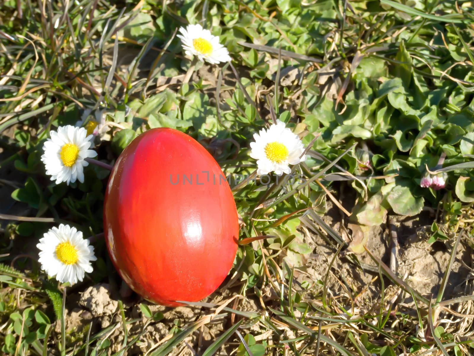 easter egg and daisy macro outdoor in meadow