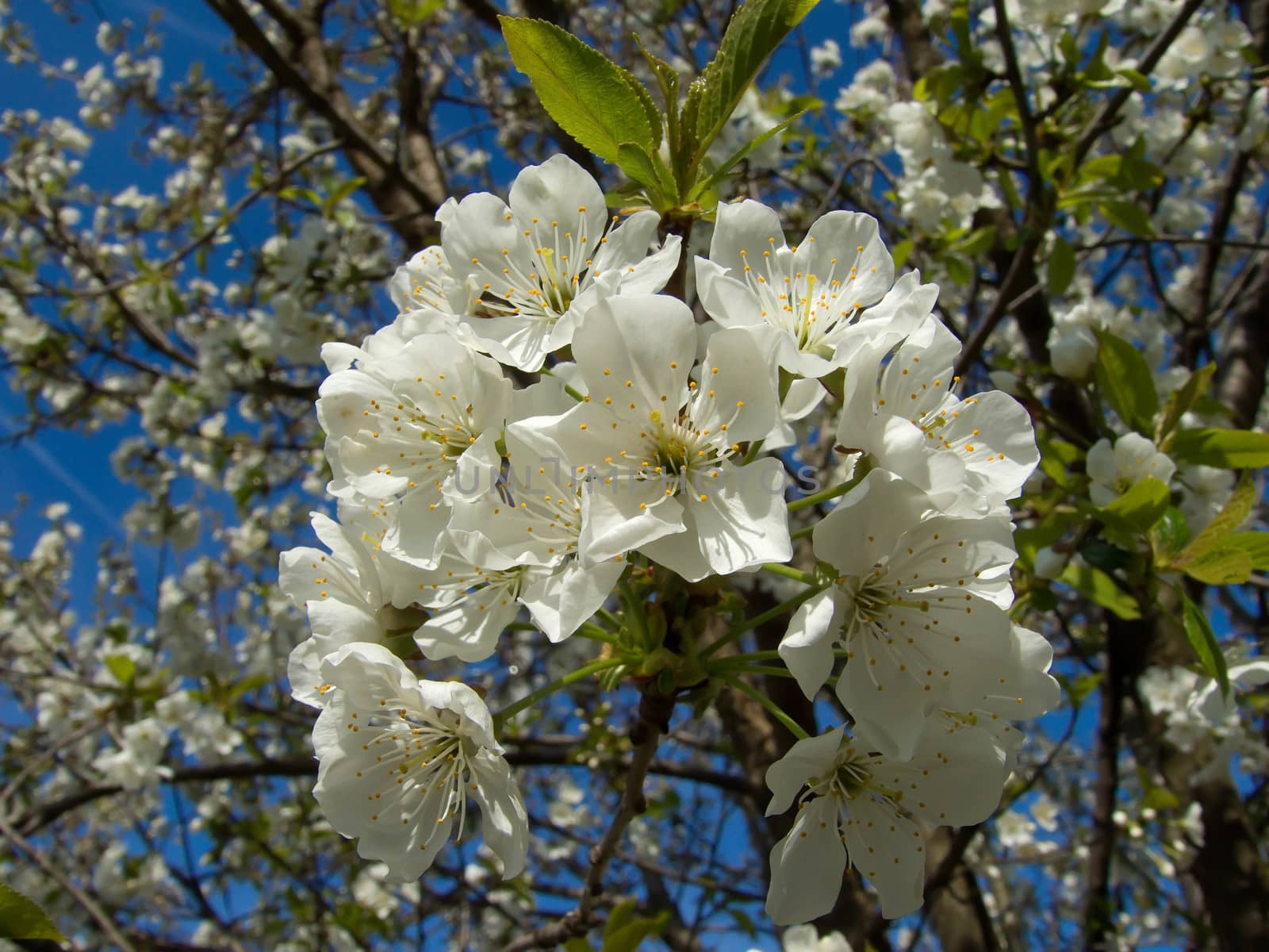 beautiful spring white cherry blossom tree flowers