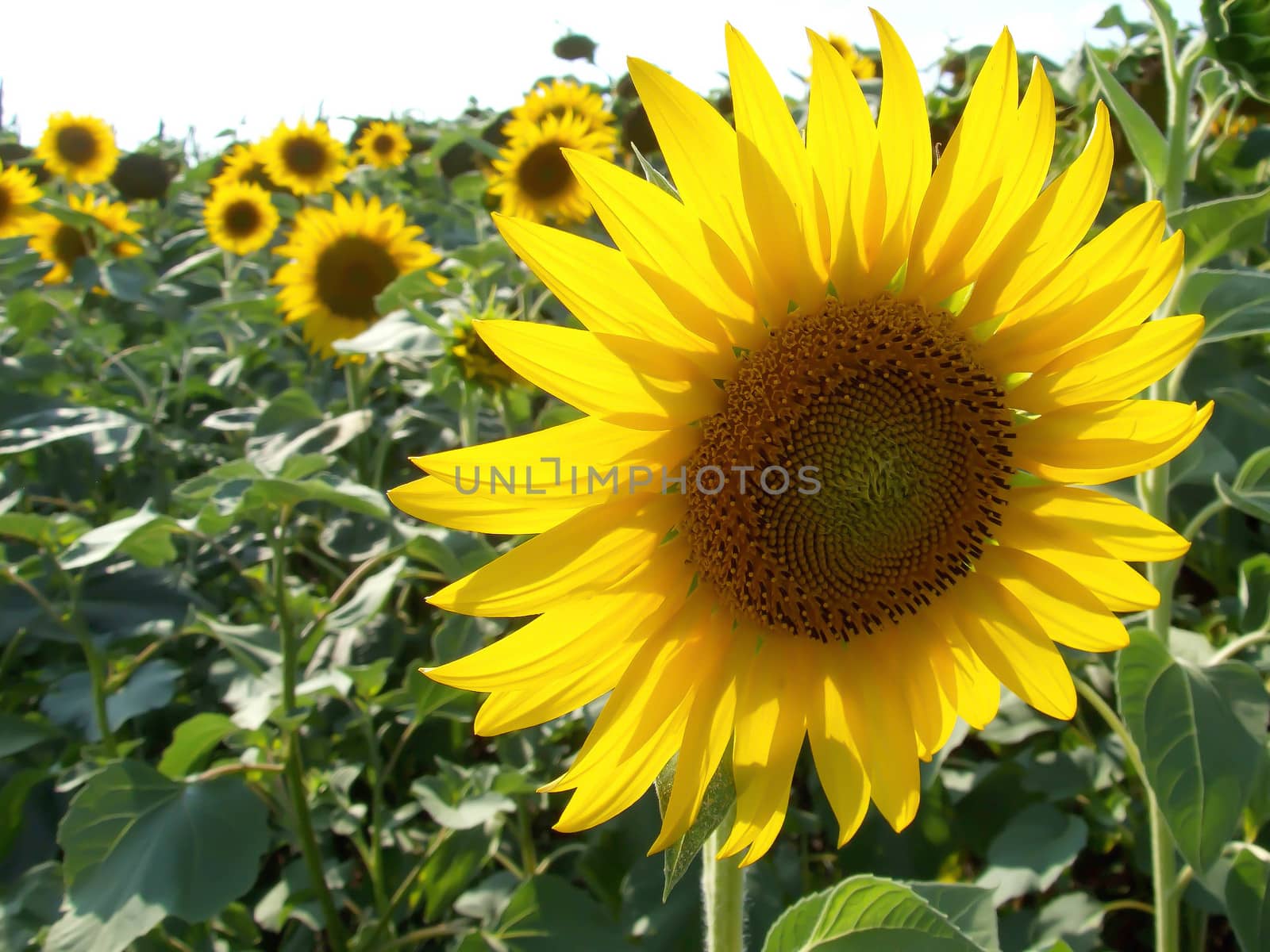 Sunflower by fadeinphotography