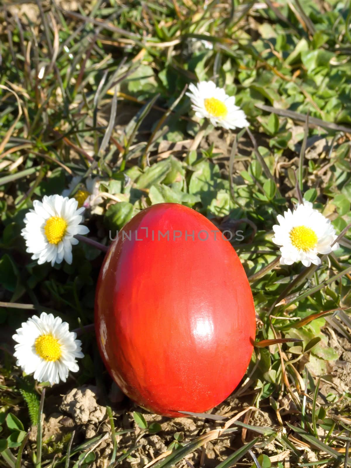 easter egg and daisy macro outdoor in meadow