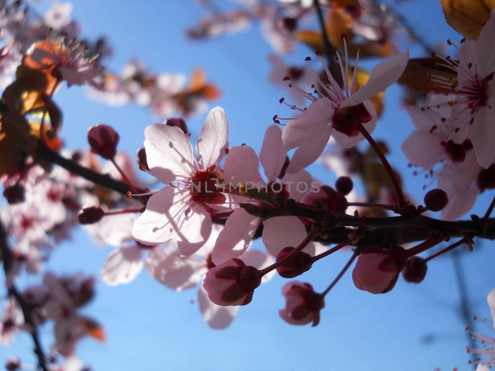 Blossom Tree Ornamental Cherry by fadeinphotography