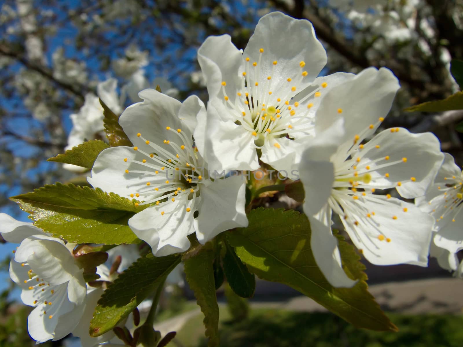 beautiful spring white cherry blossom tree flowers