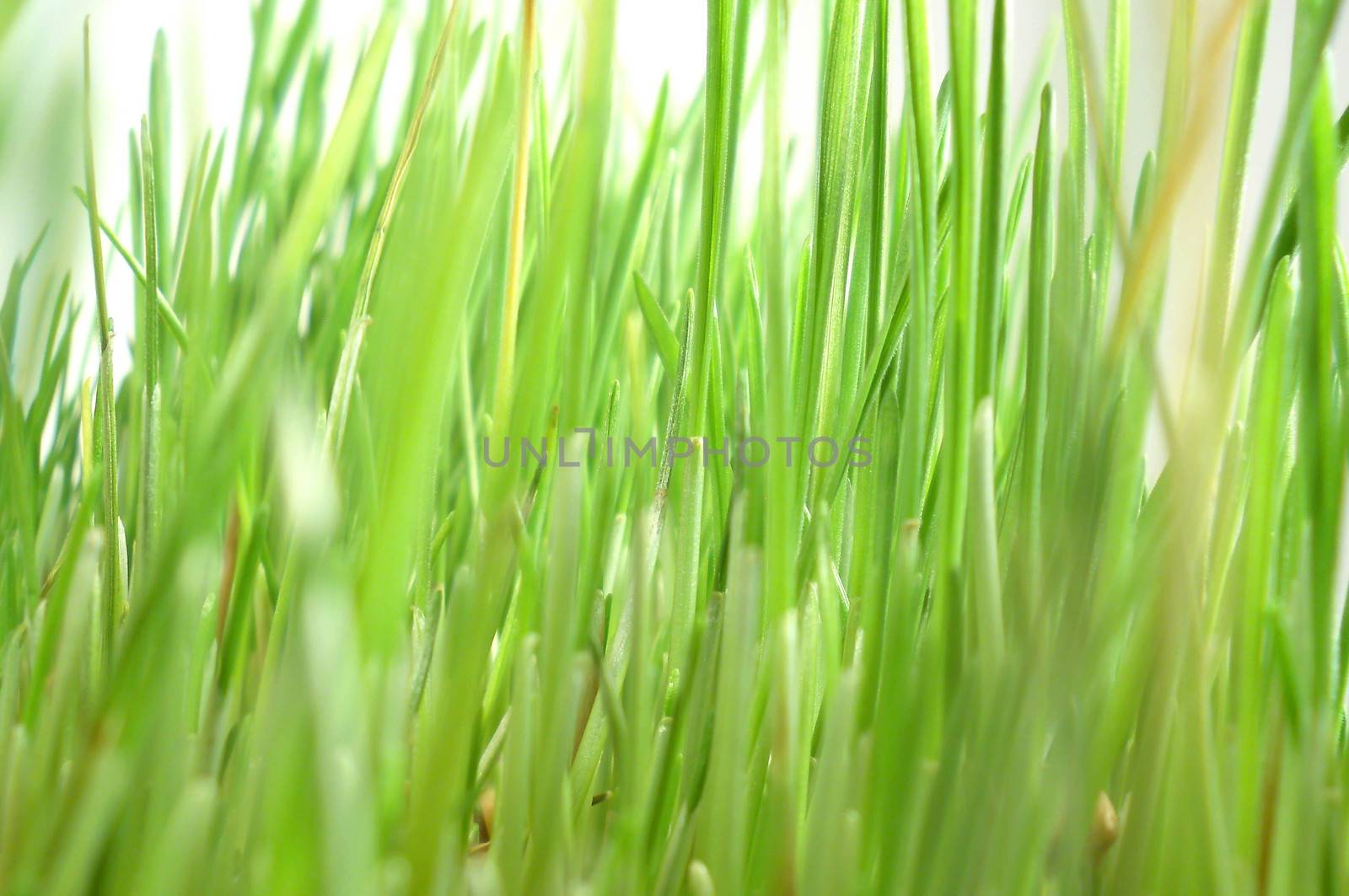 sprouted grain macro cultivated detail