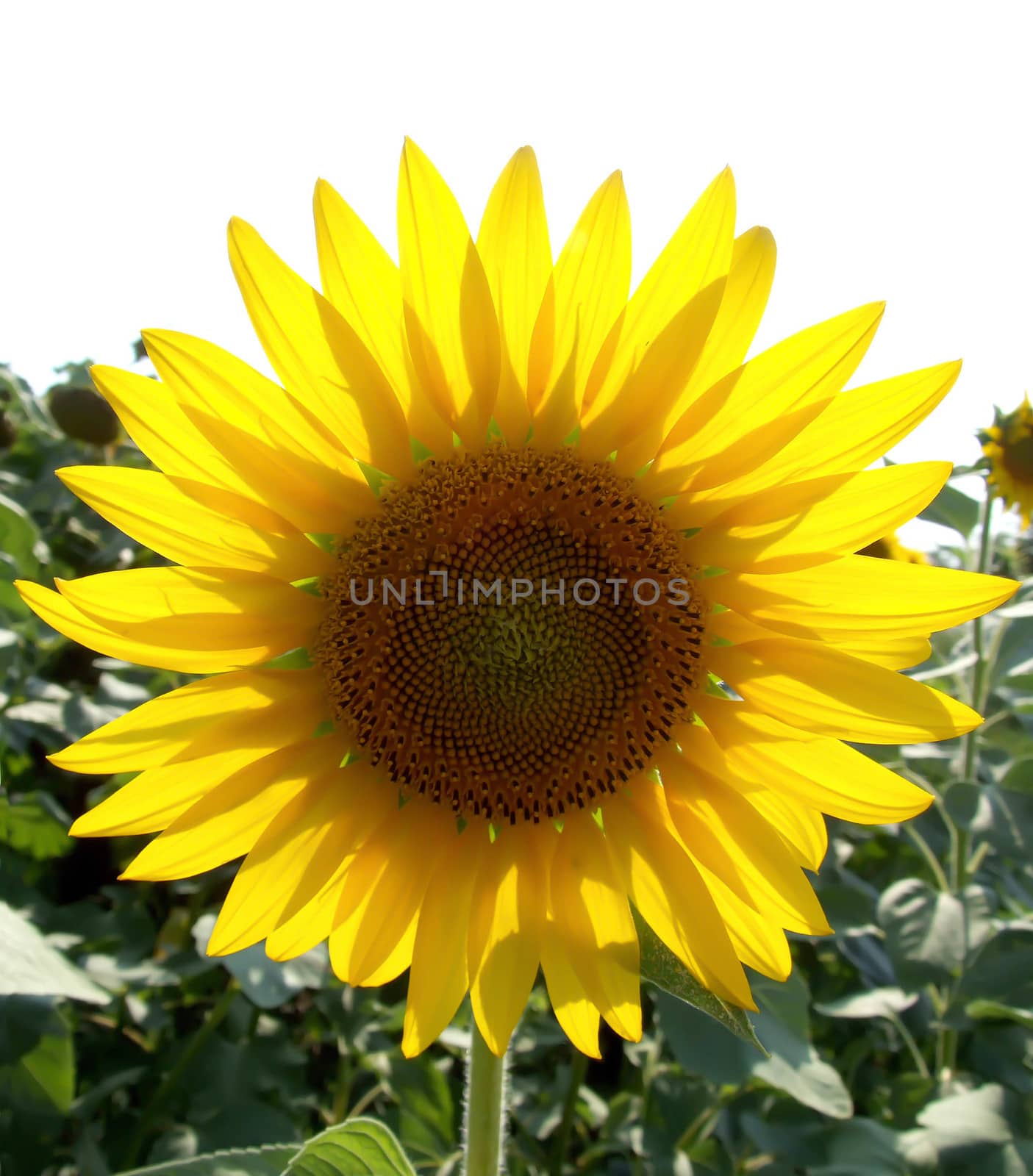 sunflower by fadeinphotography
