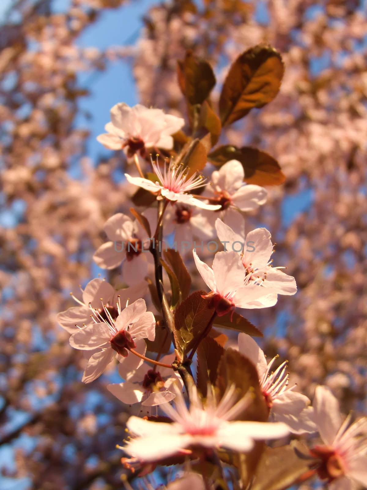 blossom Tree Ornamental Cherry by fadeinphotography