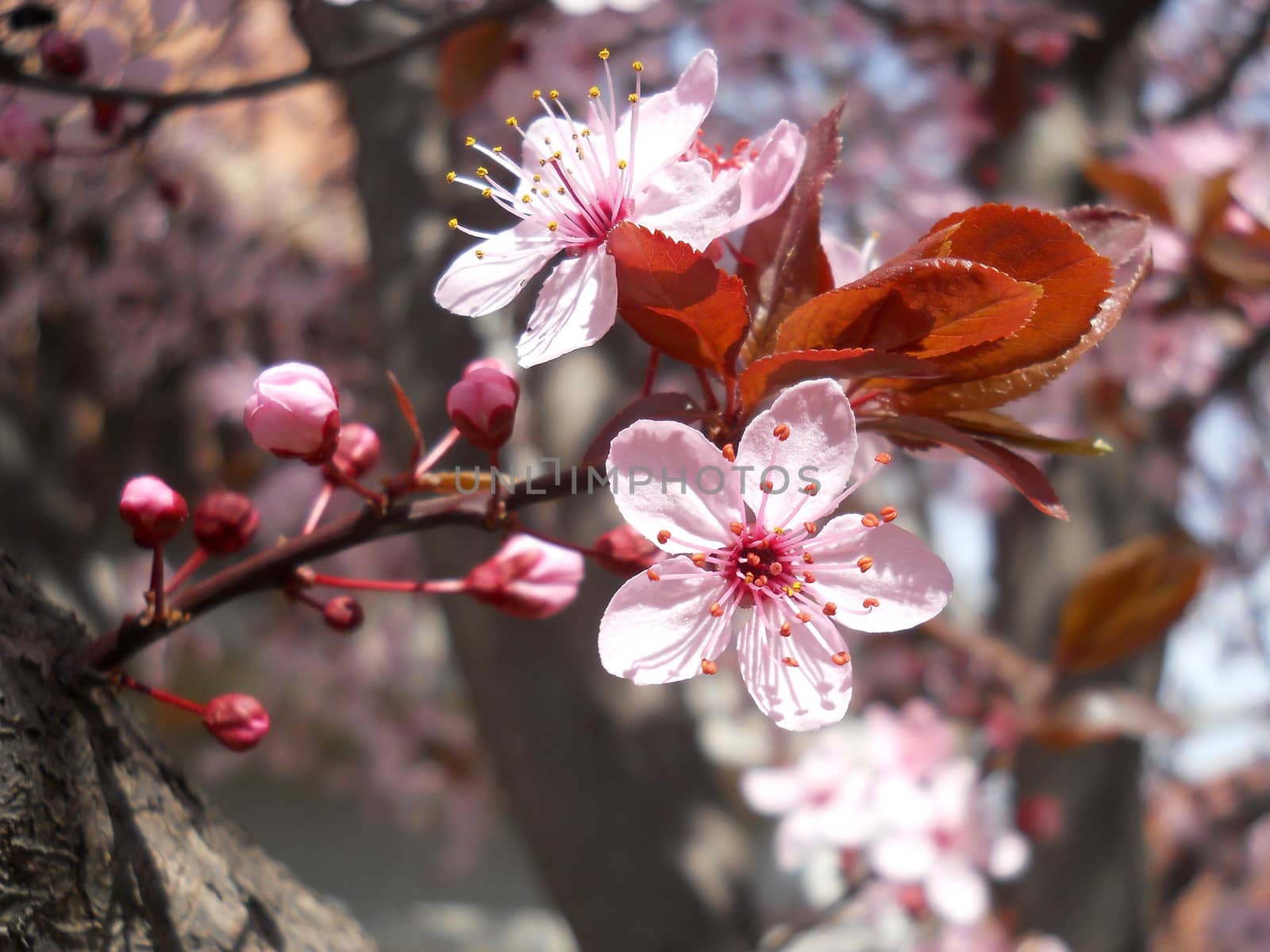 prunus Cerasifera Nigra Tree Purple Leaved Plum Trees