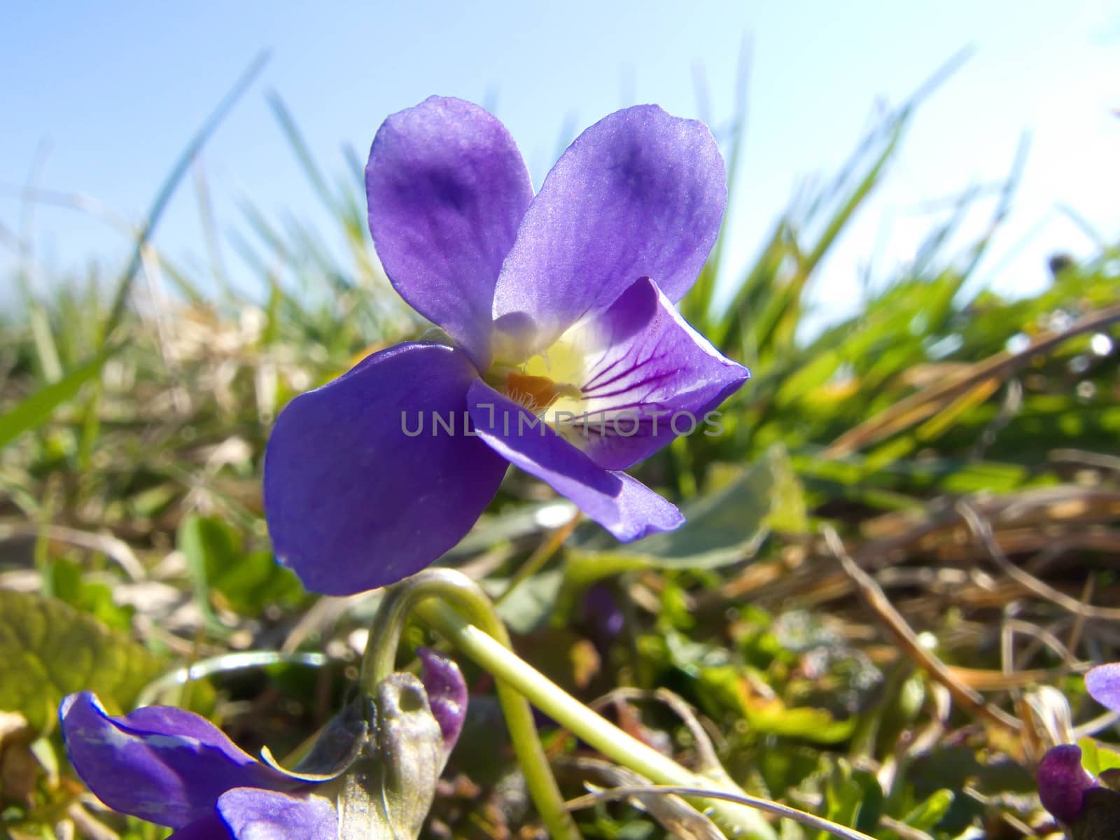 violet flower macro by fadeinphotography