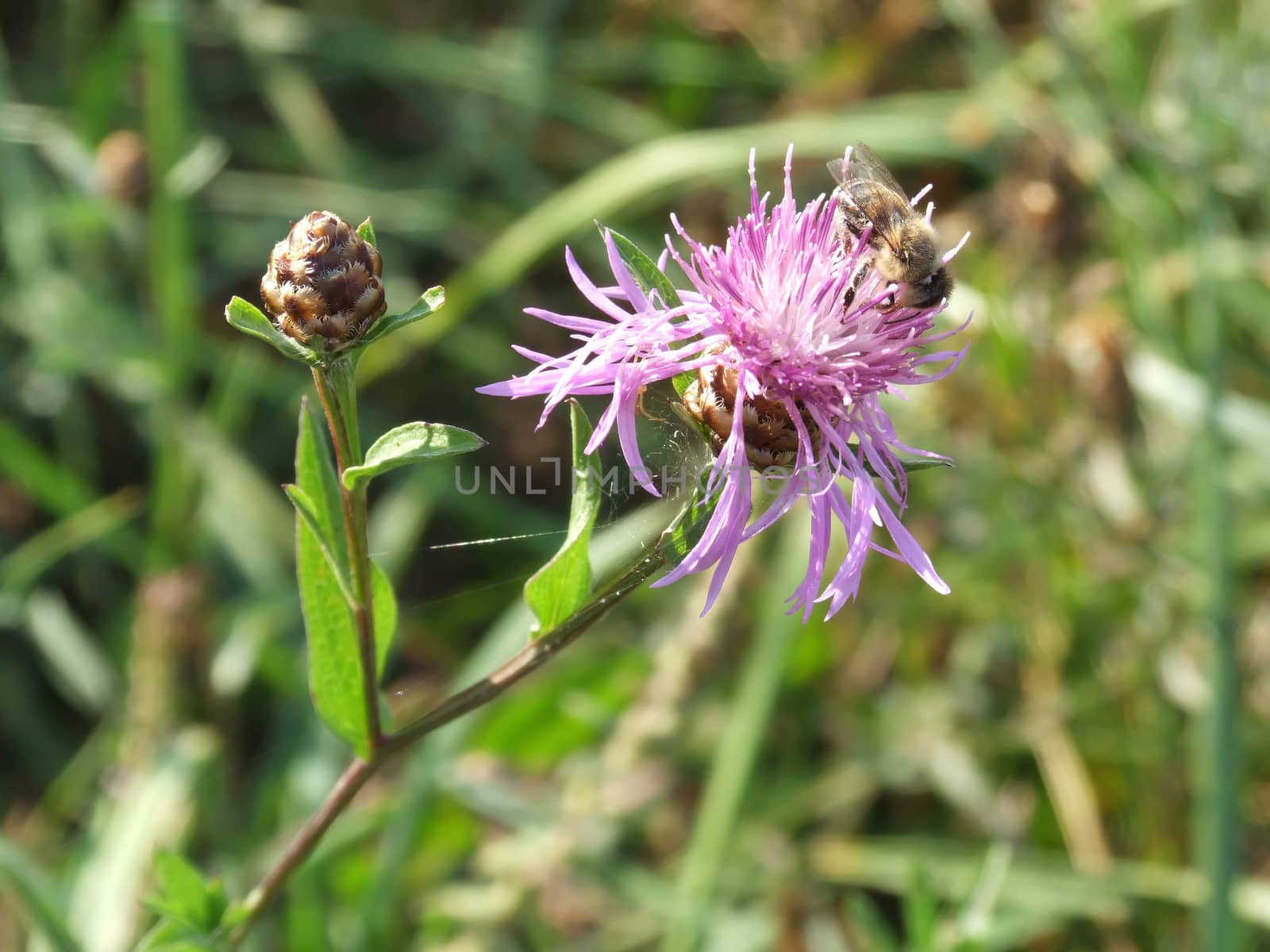 bee on bur by fadeinphotography