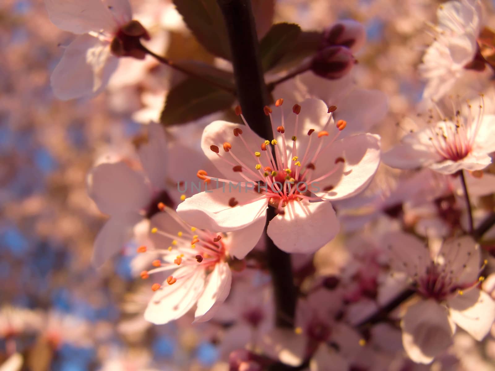 blossom Tree Ornamental Cherry by fadeinphotography