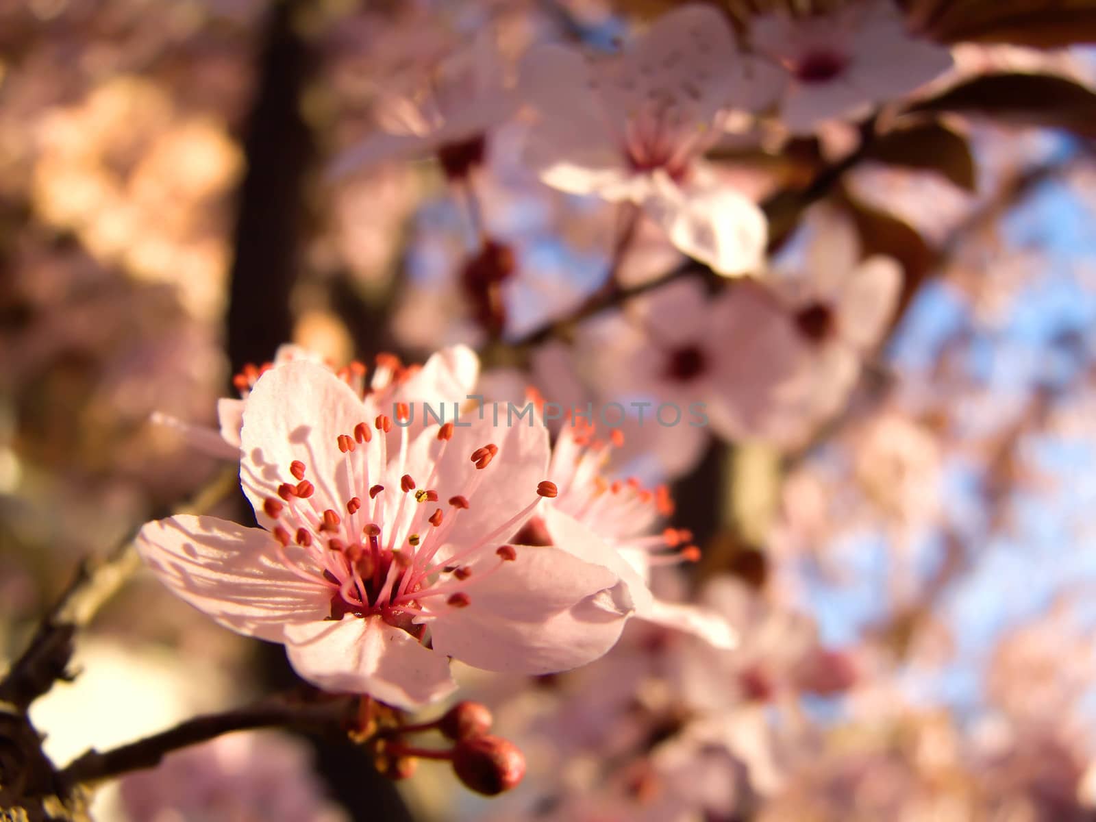 blossom Tree Ornamental Cherry by fadeinphotography