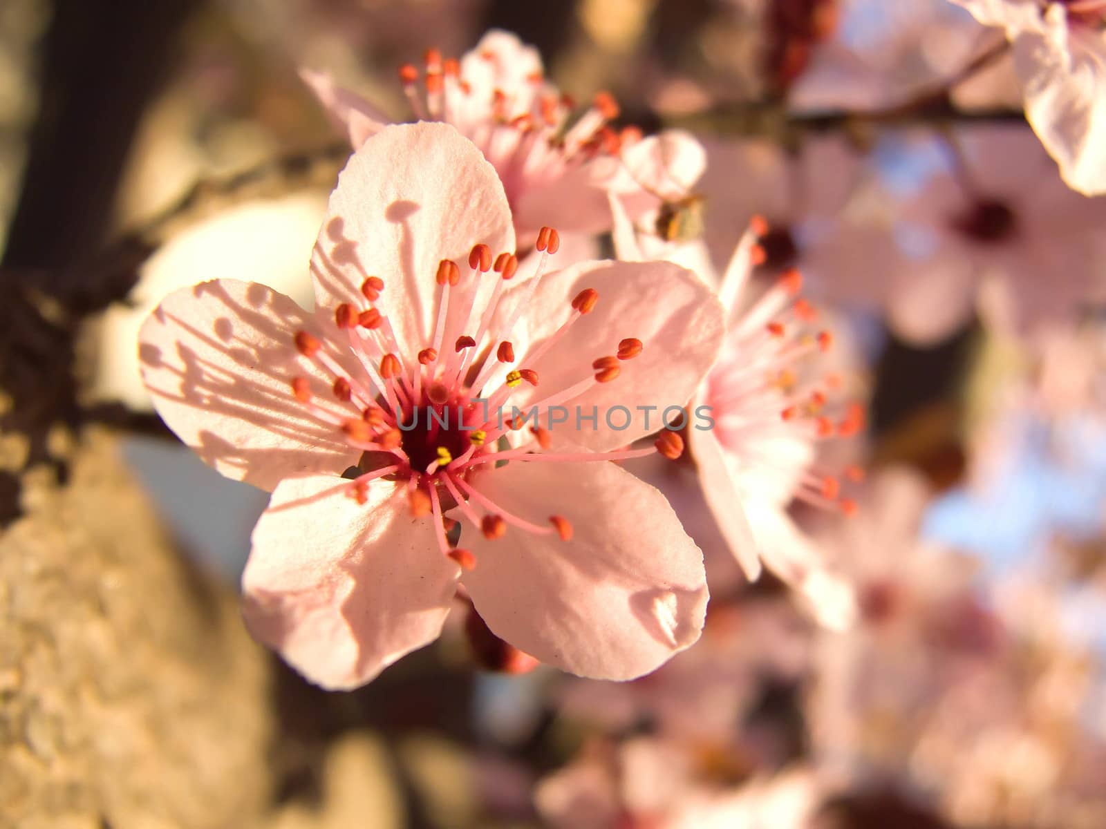 blossom Tree Ornamental Cherry by fadeinphotography