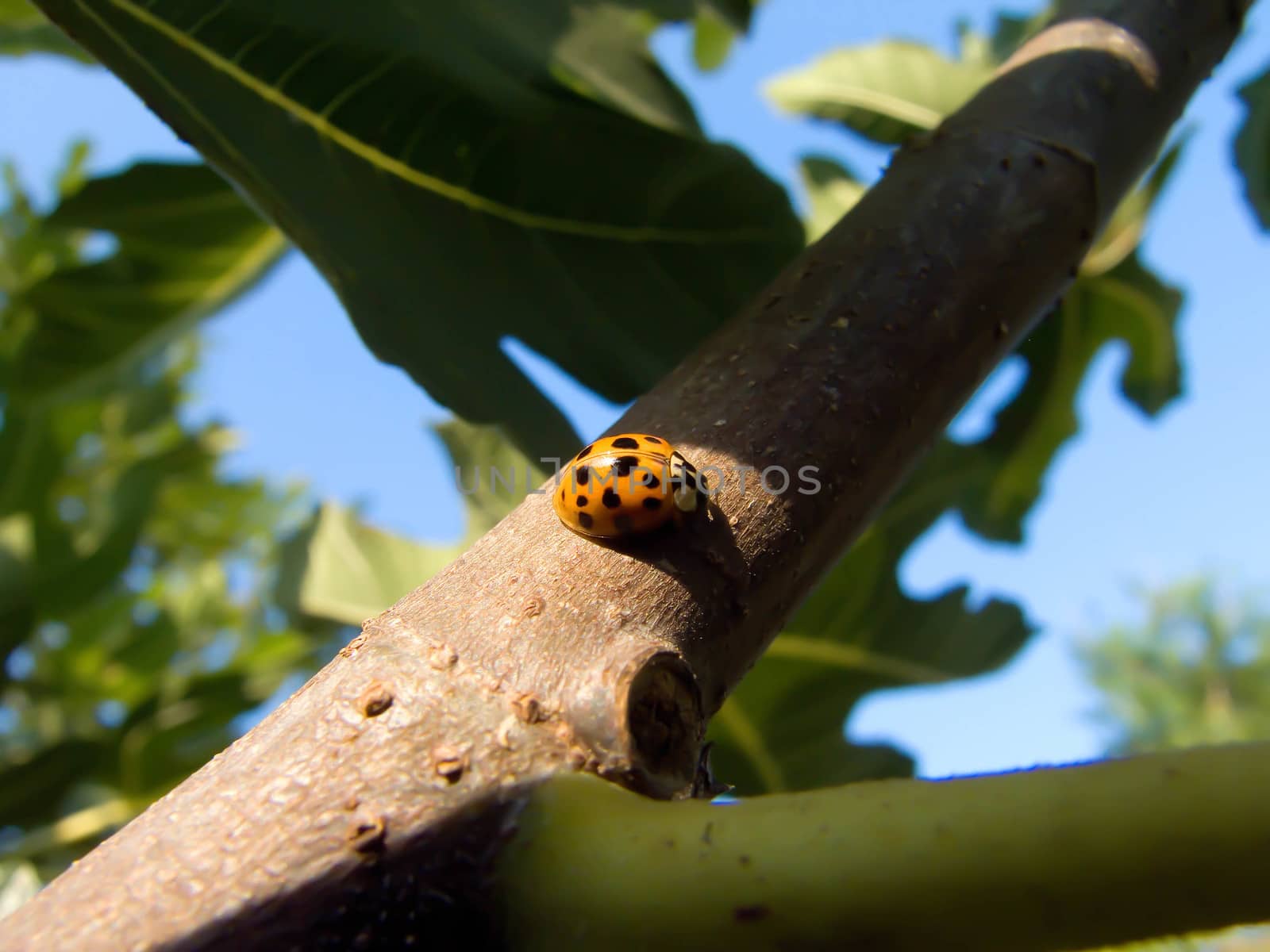 yellow ladybug by fadeinphotography