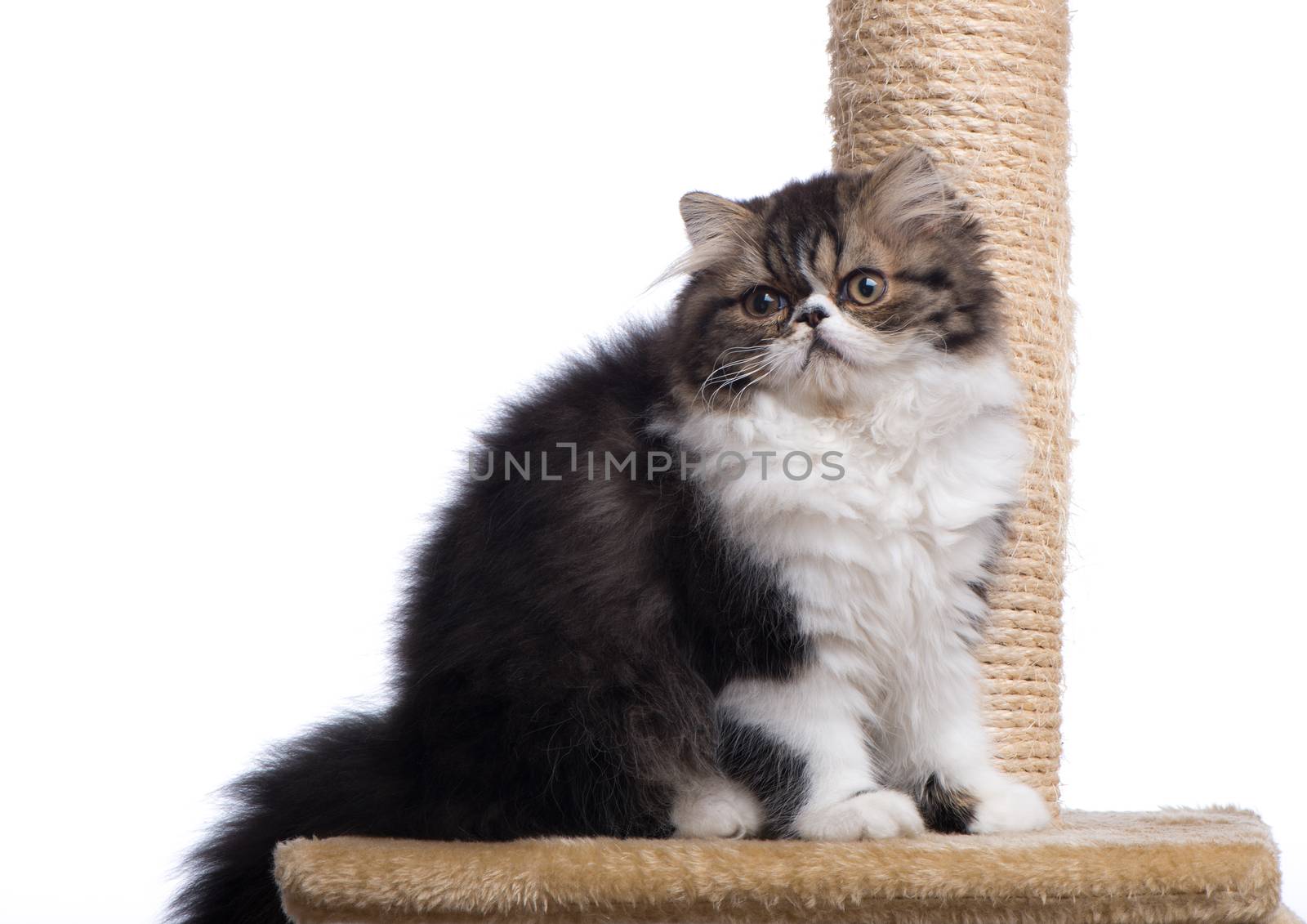 Persian kitten of dark coloring sits about a column