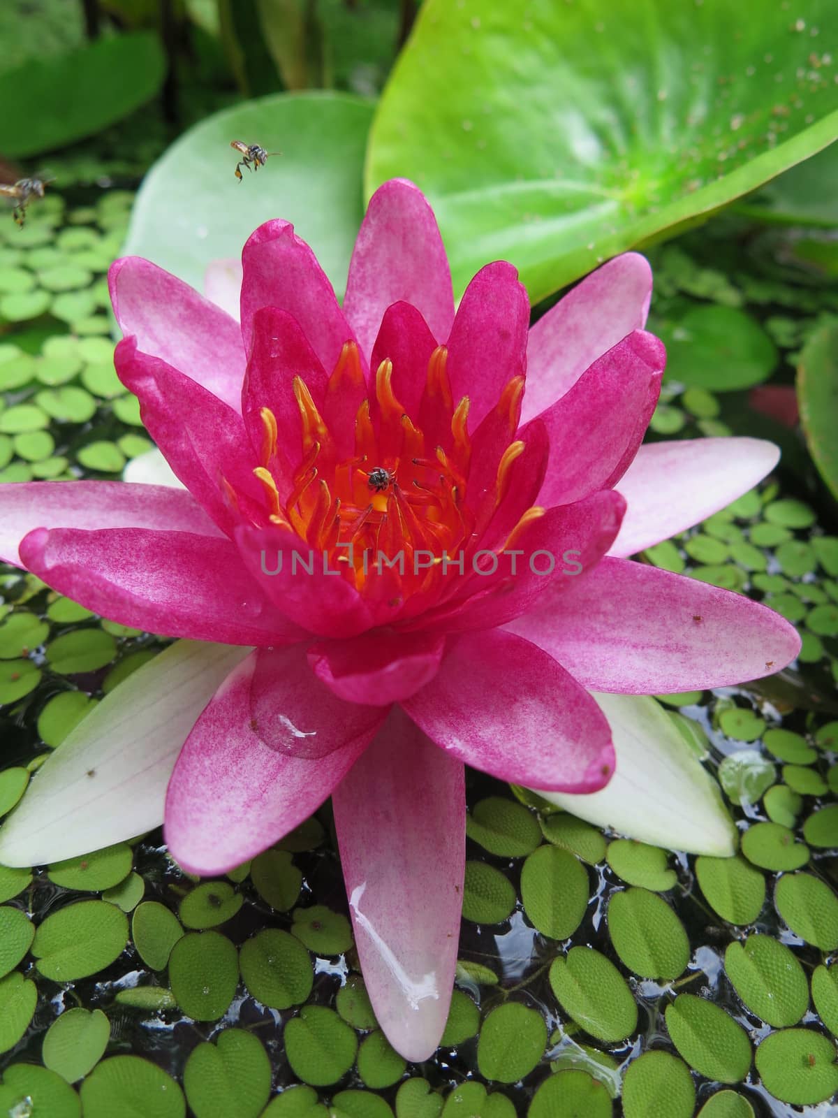 closed up the pink lotus in a garden