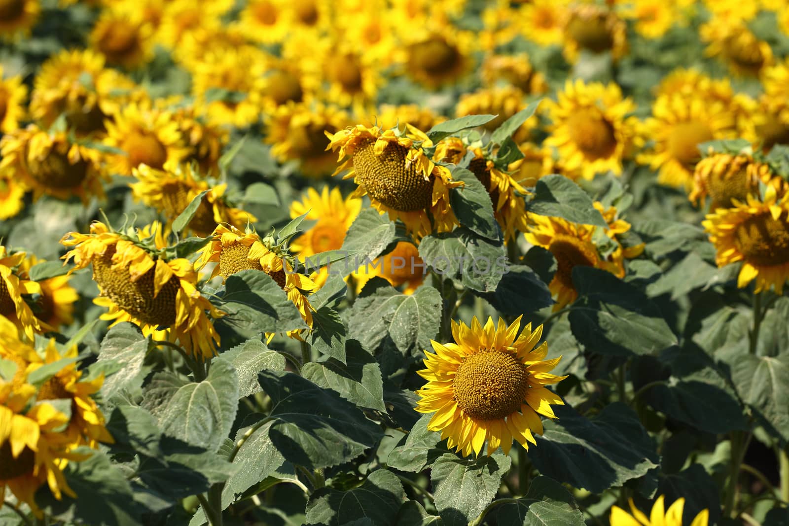 sunflower in field close up