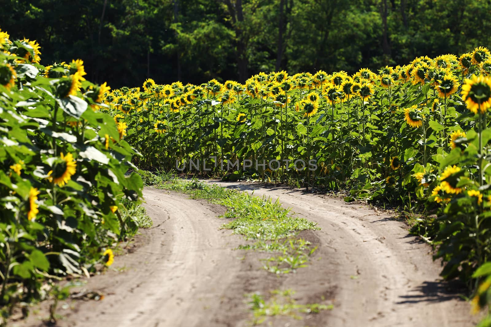 sunflowers by alexkosev