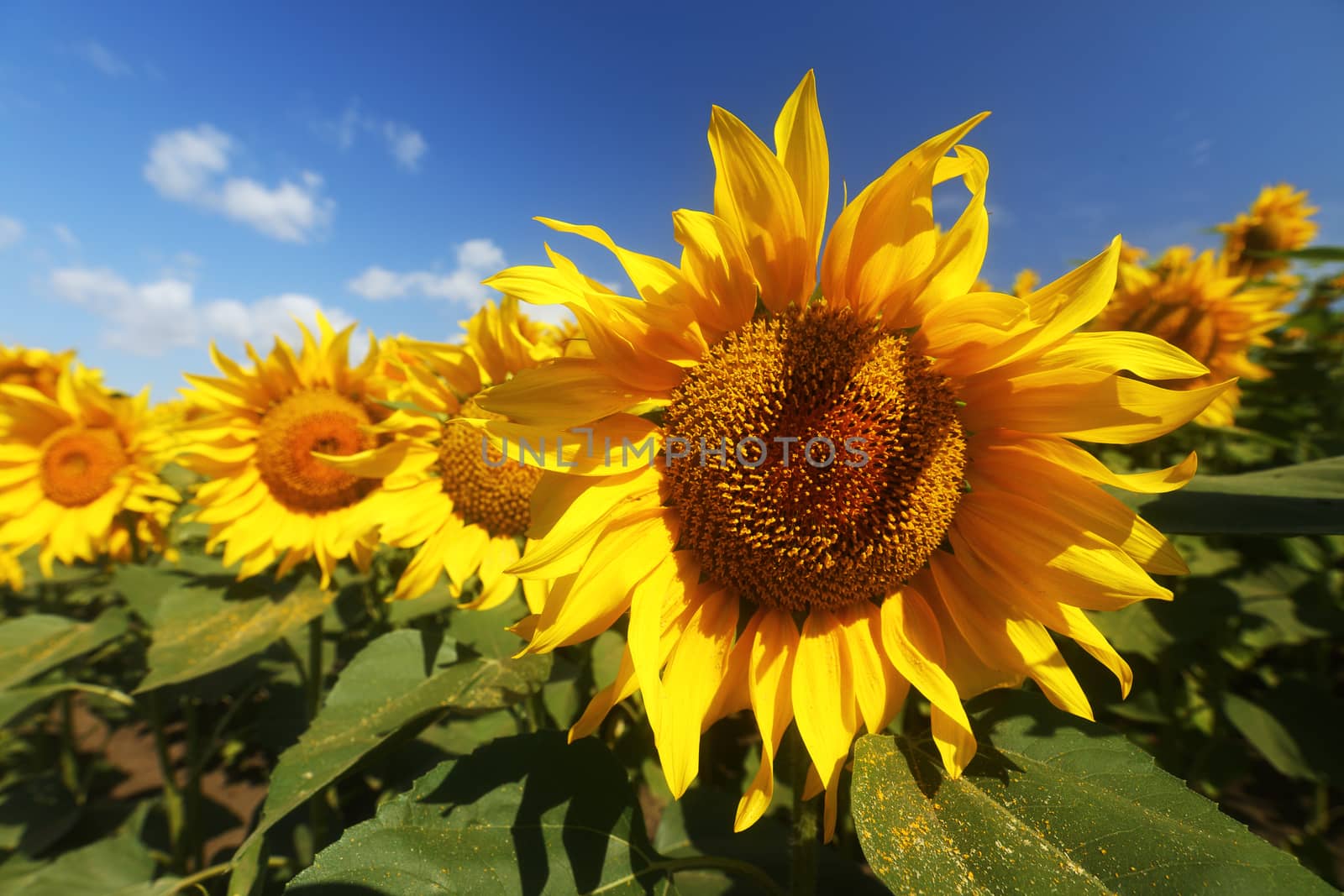 sunflower in field close up