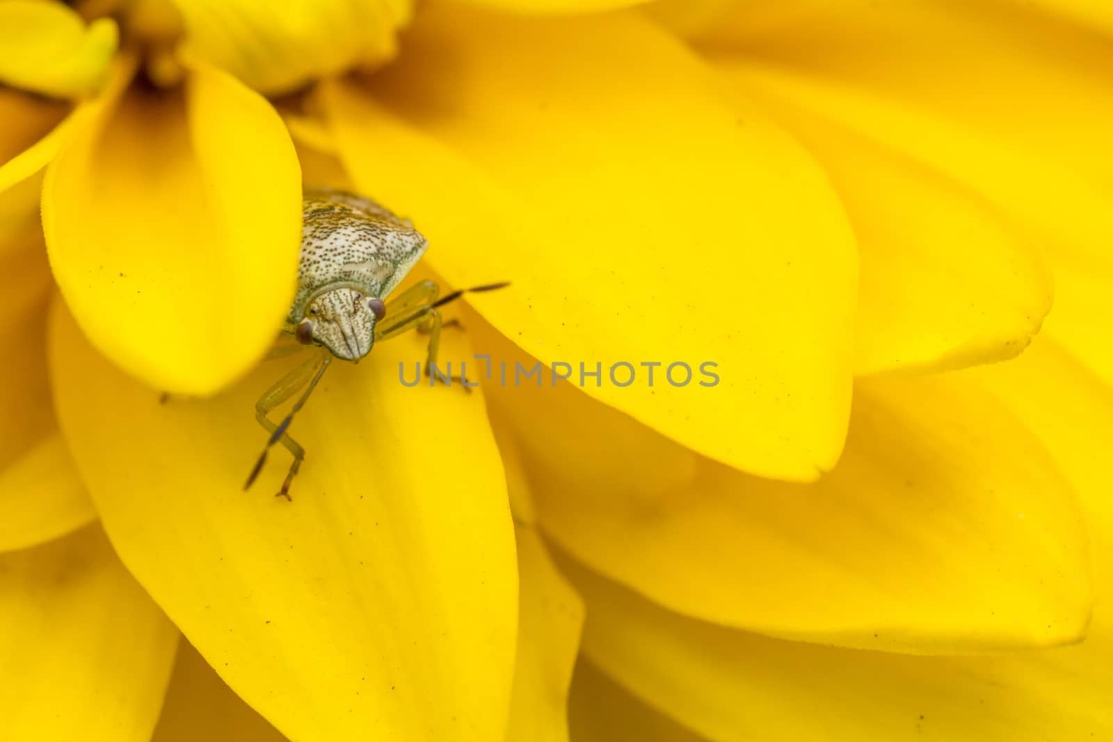Tiny insect on a yellow flower by derejeb