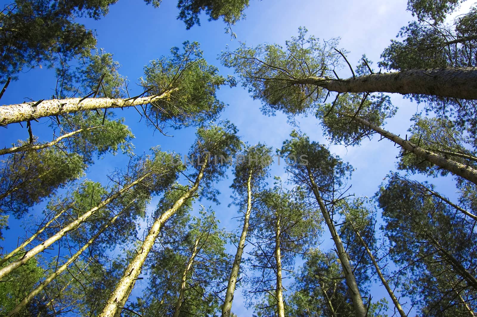 Nature conceptual image. Trees in the forest.