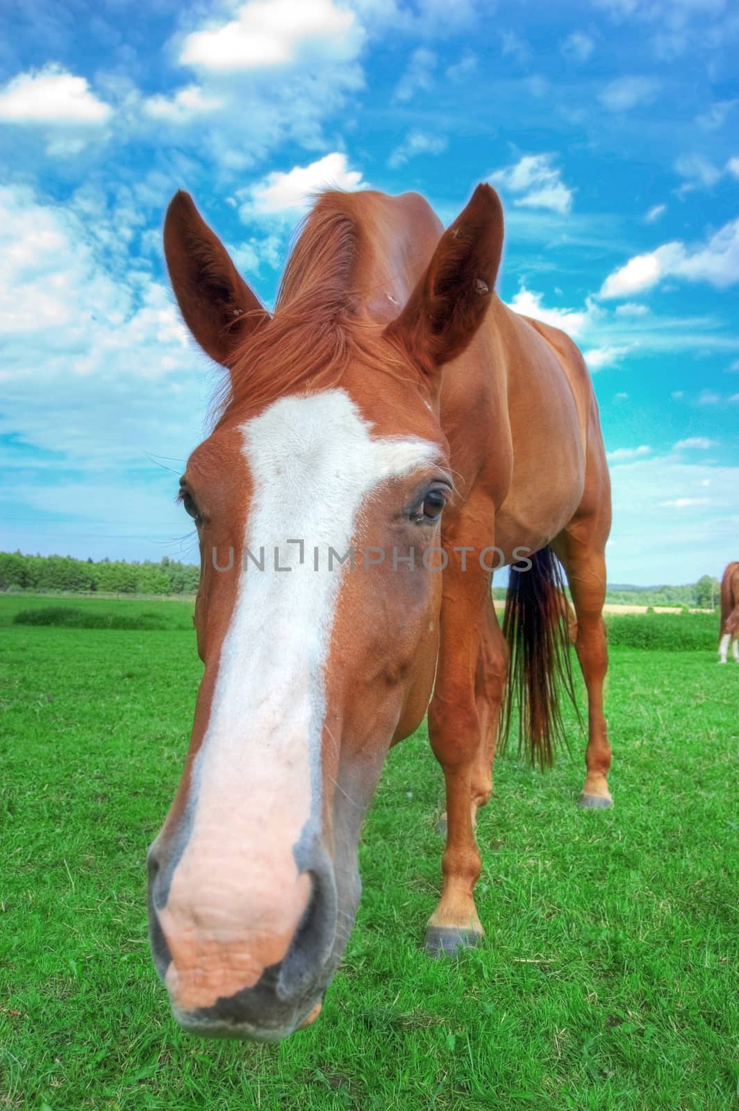 Horse. Portrait of brown horse on green pasture.