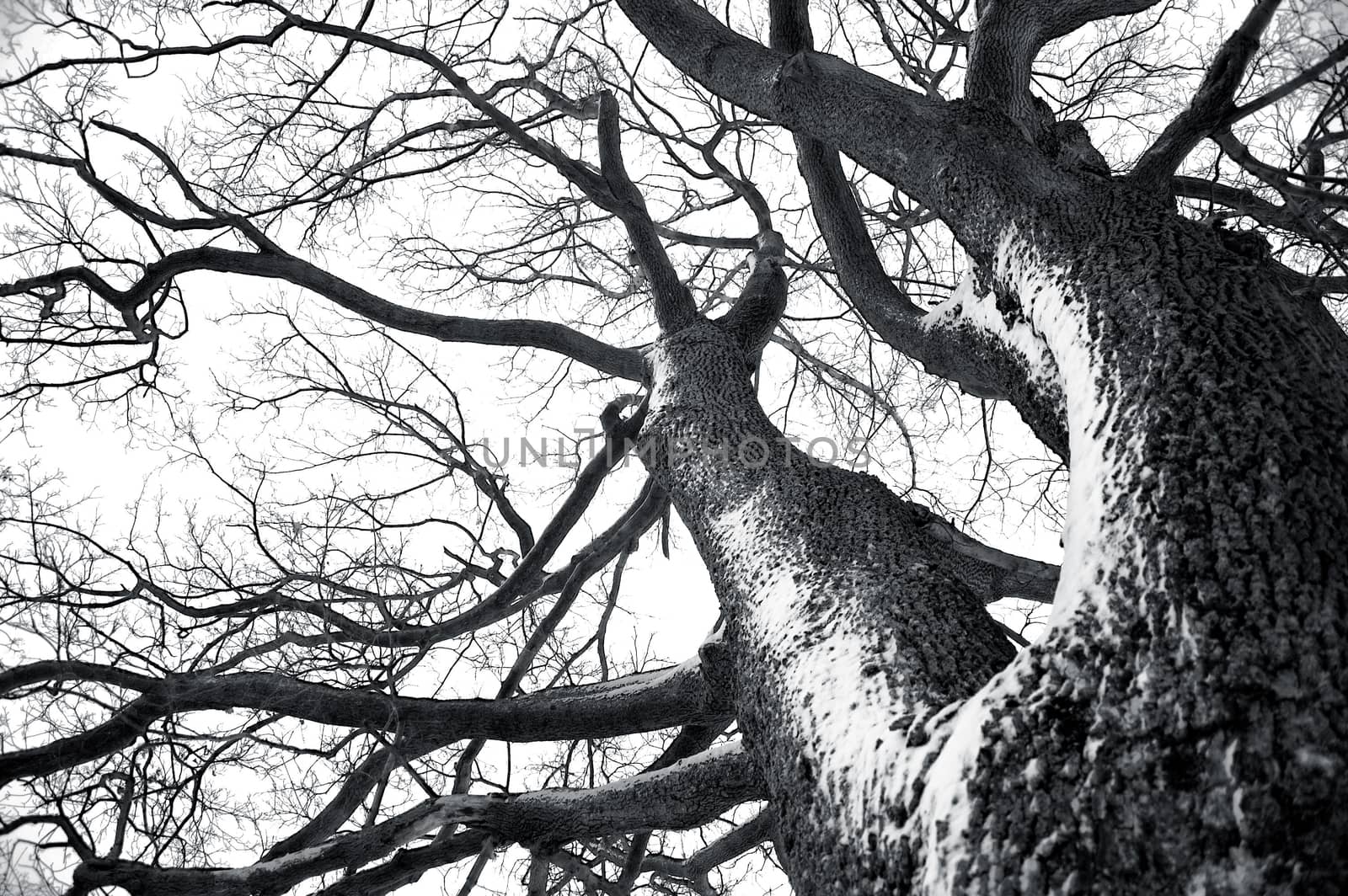 Winter tree conceptual image. Black and white photo of dead winter tree.