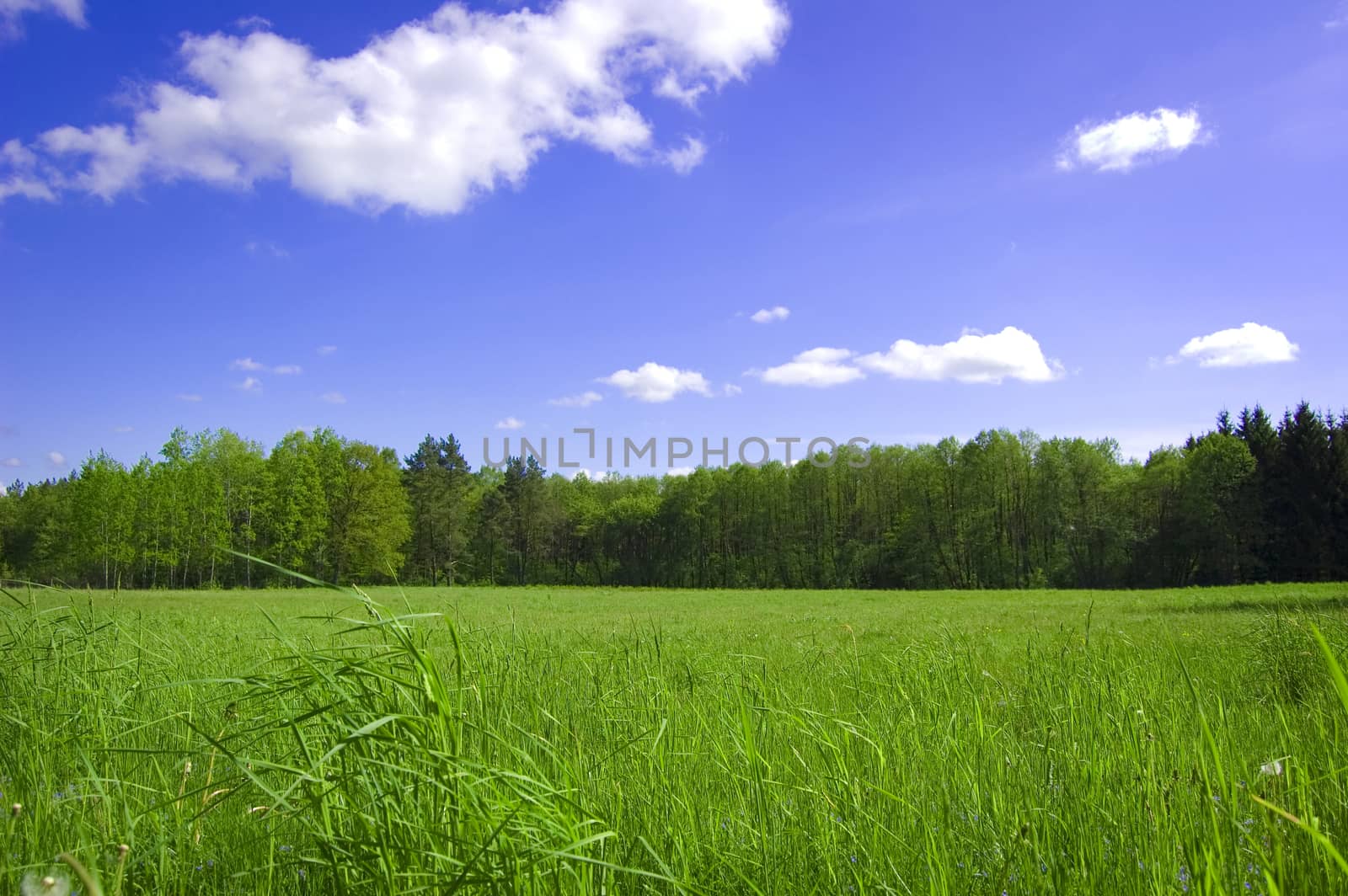 Field and forest conceptual image. Picture of green field and forest with blue sky in summer.