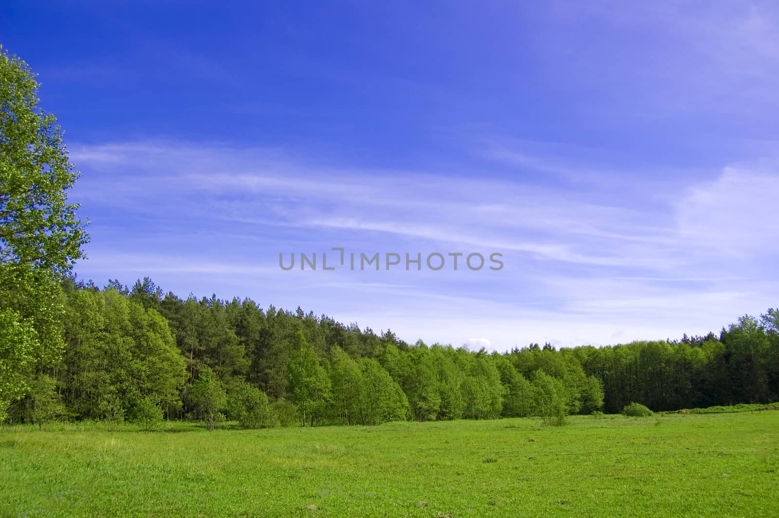 Field and forest conceptual image. Picture of green field and forest with blue sky in summer.