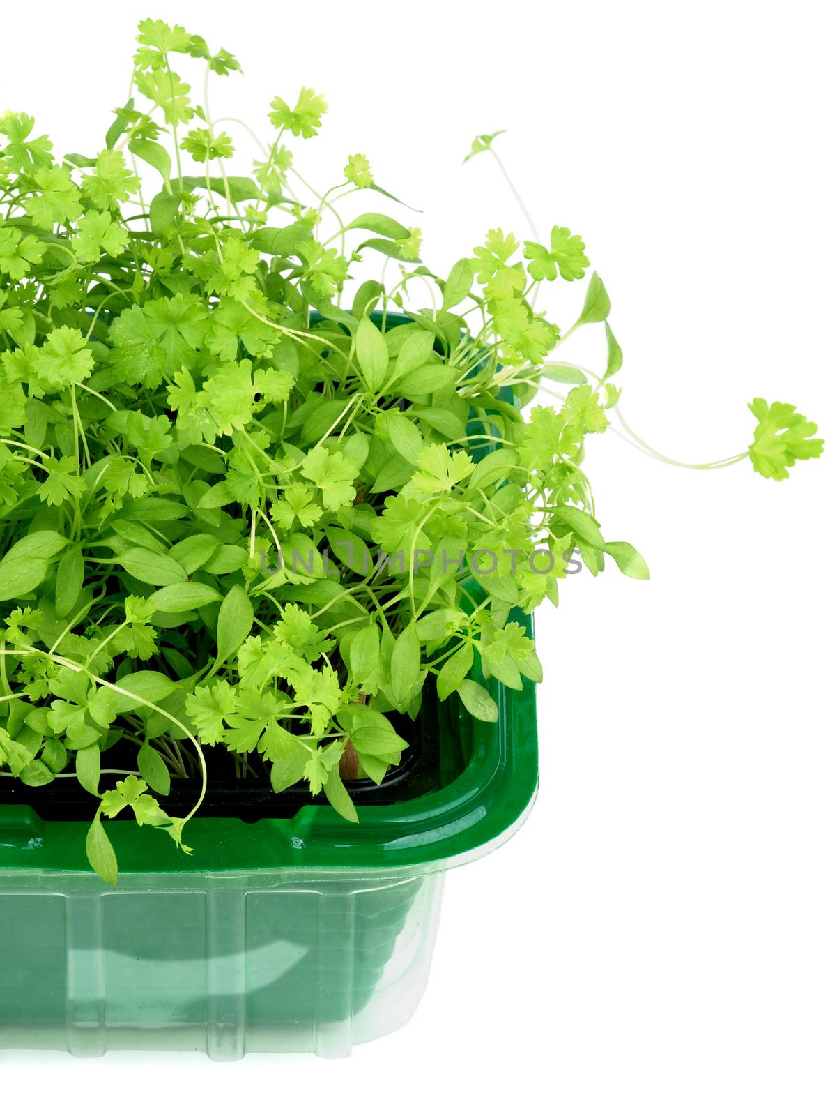 Growing Fresh Parsley by zhekos