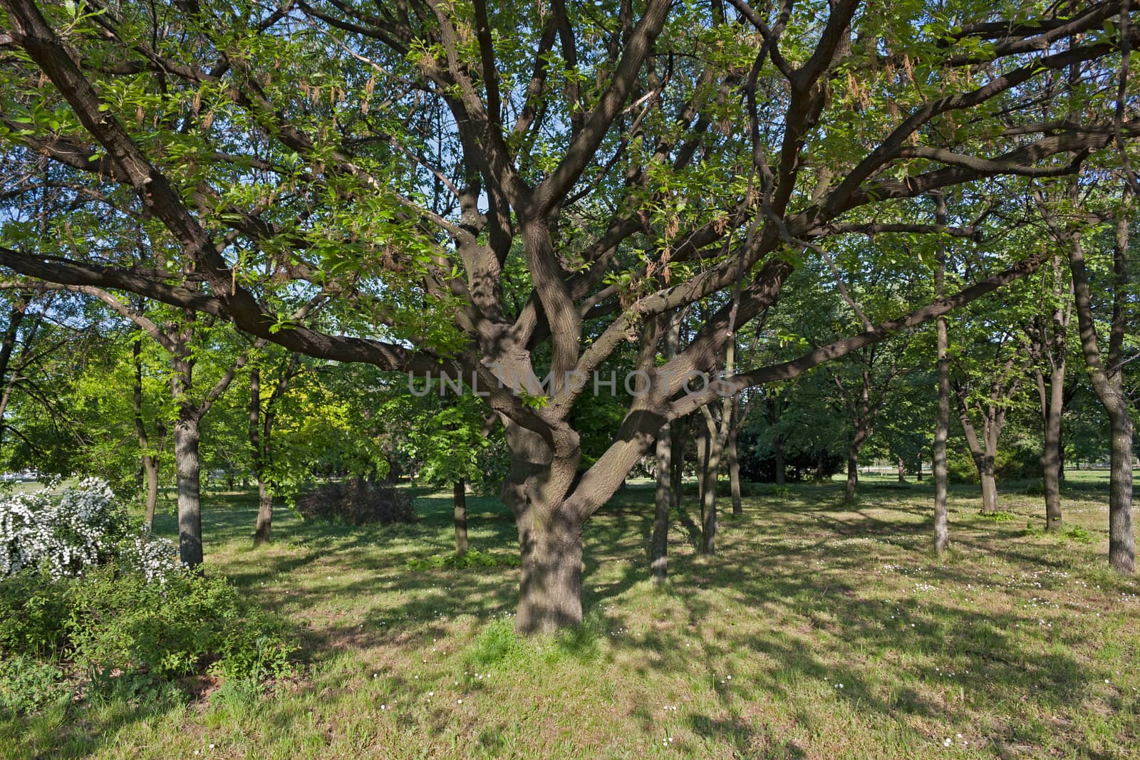 Old tree with big branches, situated in the park, giving light shadow.