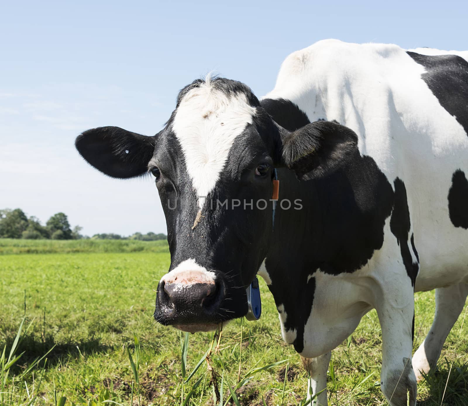 cow looking at camera by compuinfoto